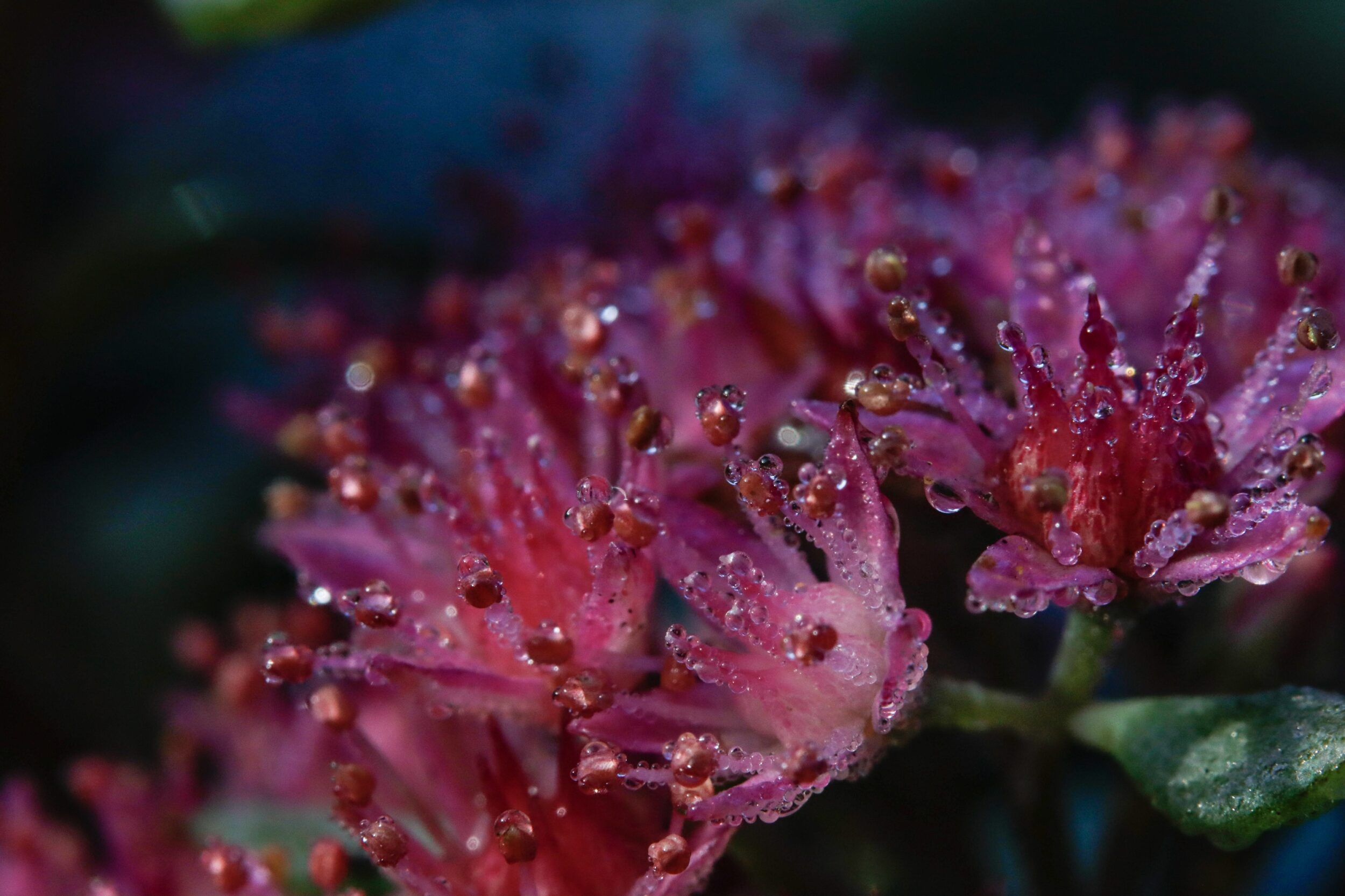 Close-up of a pink-violet flower with water droplets on the petals. The bloom shows fine details and stamens. 