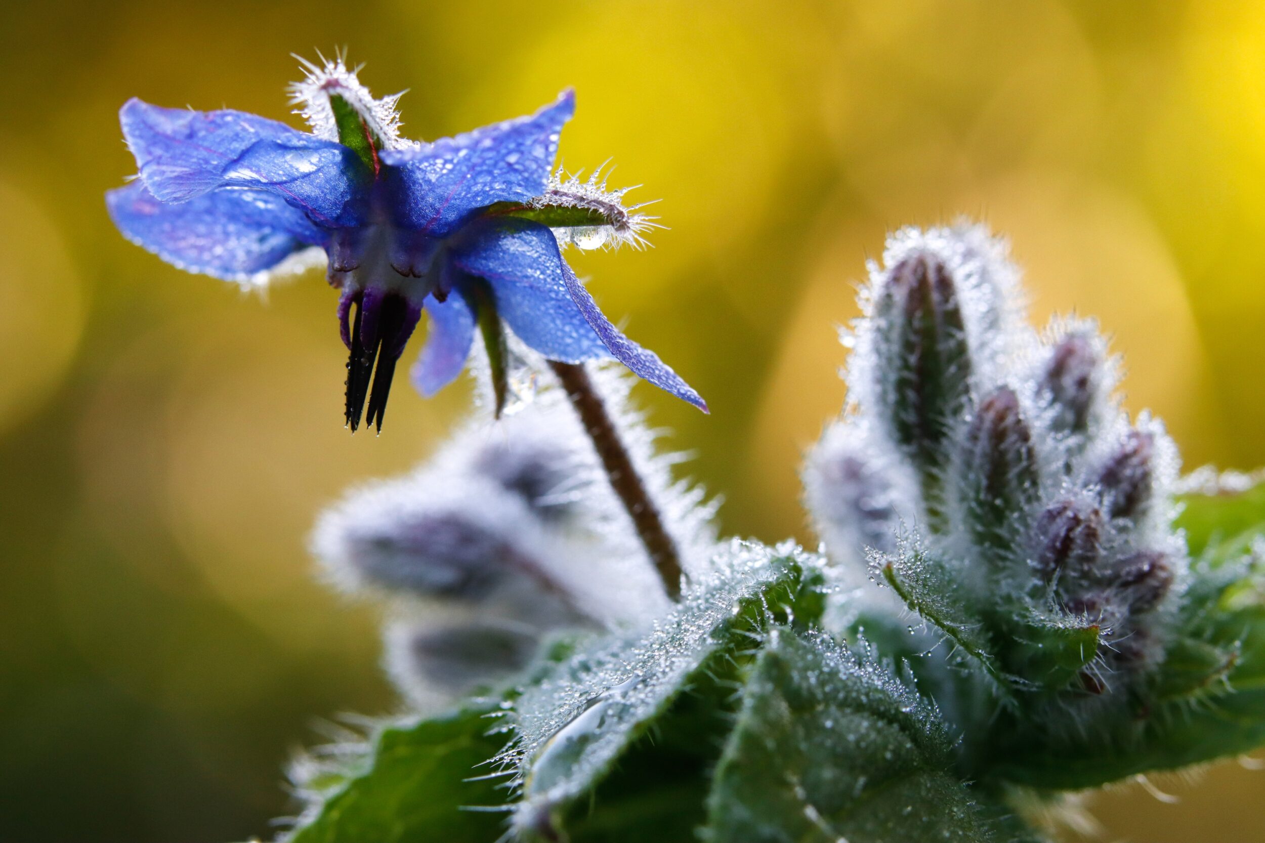 Blue borage flower with white stamens and hairy green leaves and buds in focus. Yellow blurred background. 