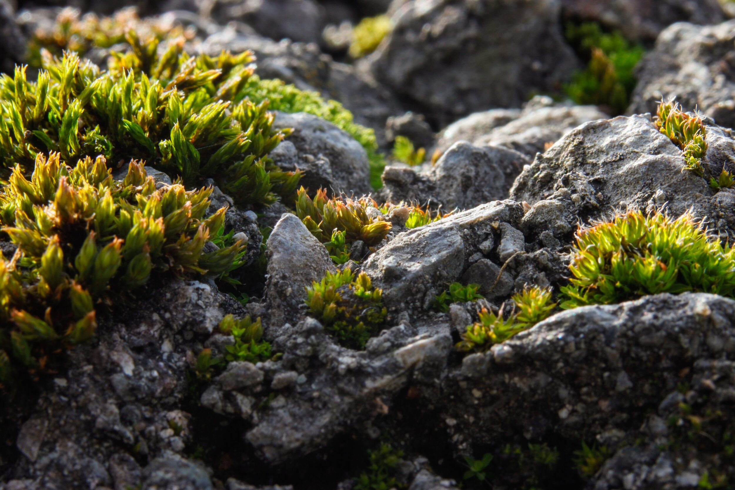 Green moss grows between gray rock fragments on stony ground. The moss cushions are brightly lit and show fine structures. 