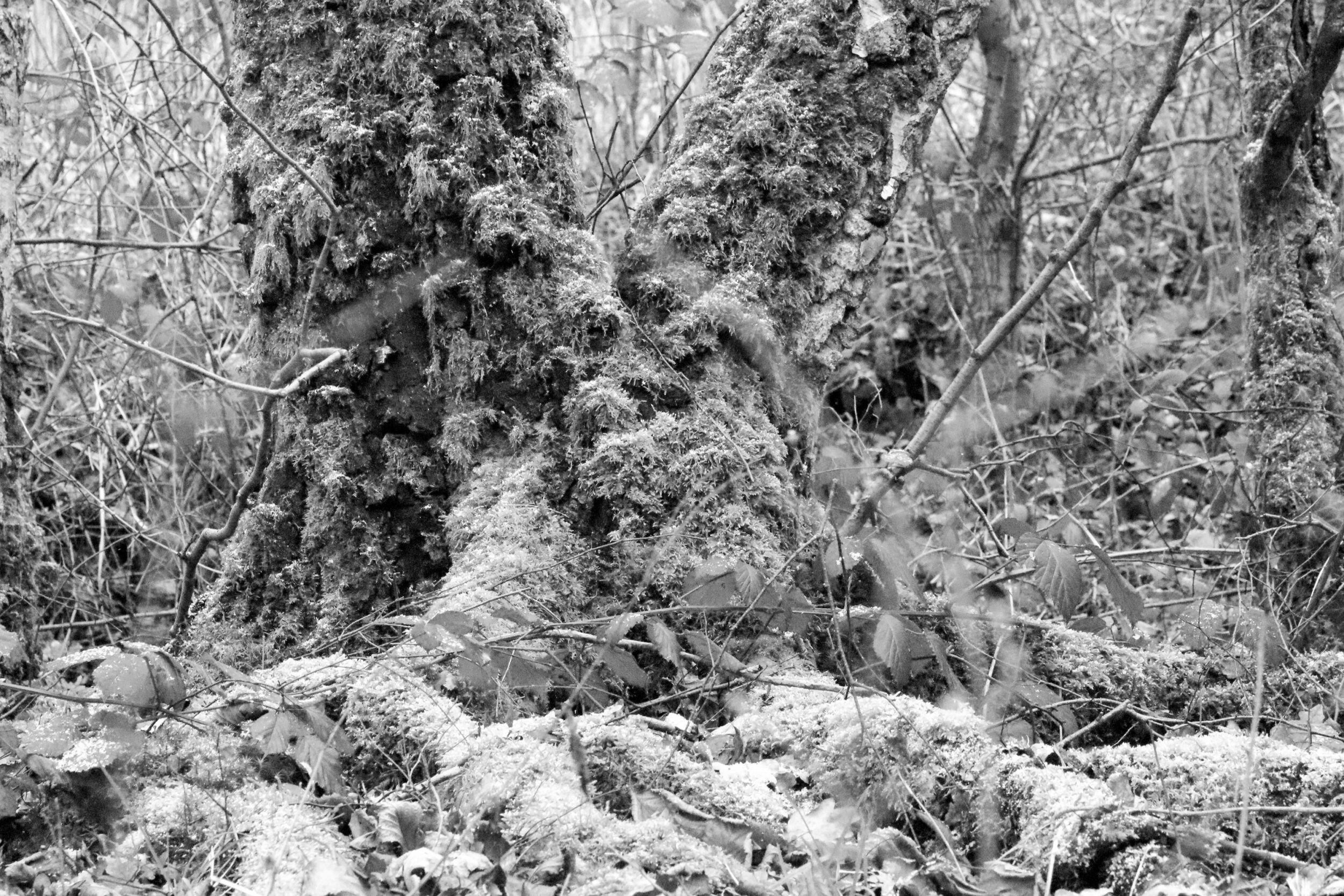 Black and white shot of moss-covered tree stumps and roots on the forest floor. Grasses and small plants grow in between 
