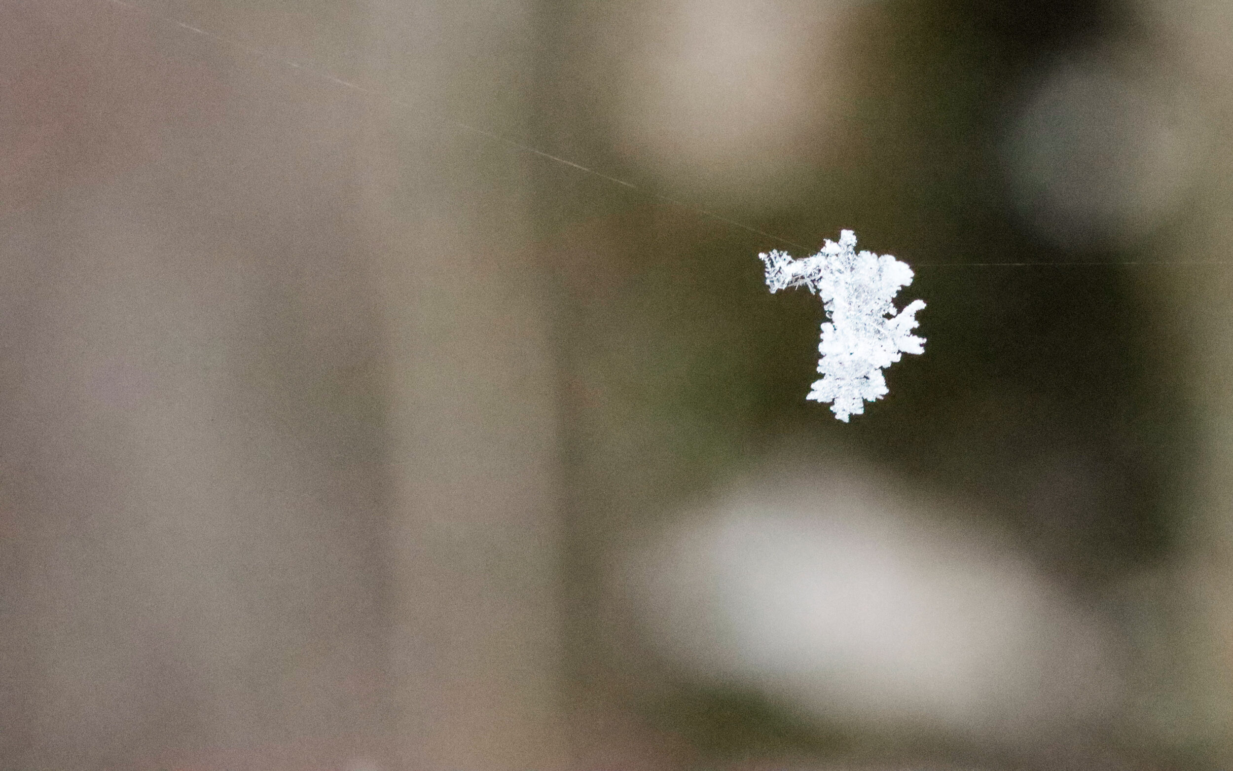 A single white snowflake floats in front of a blurred, brownish-green background. The crystalline structure of the snowfla 