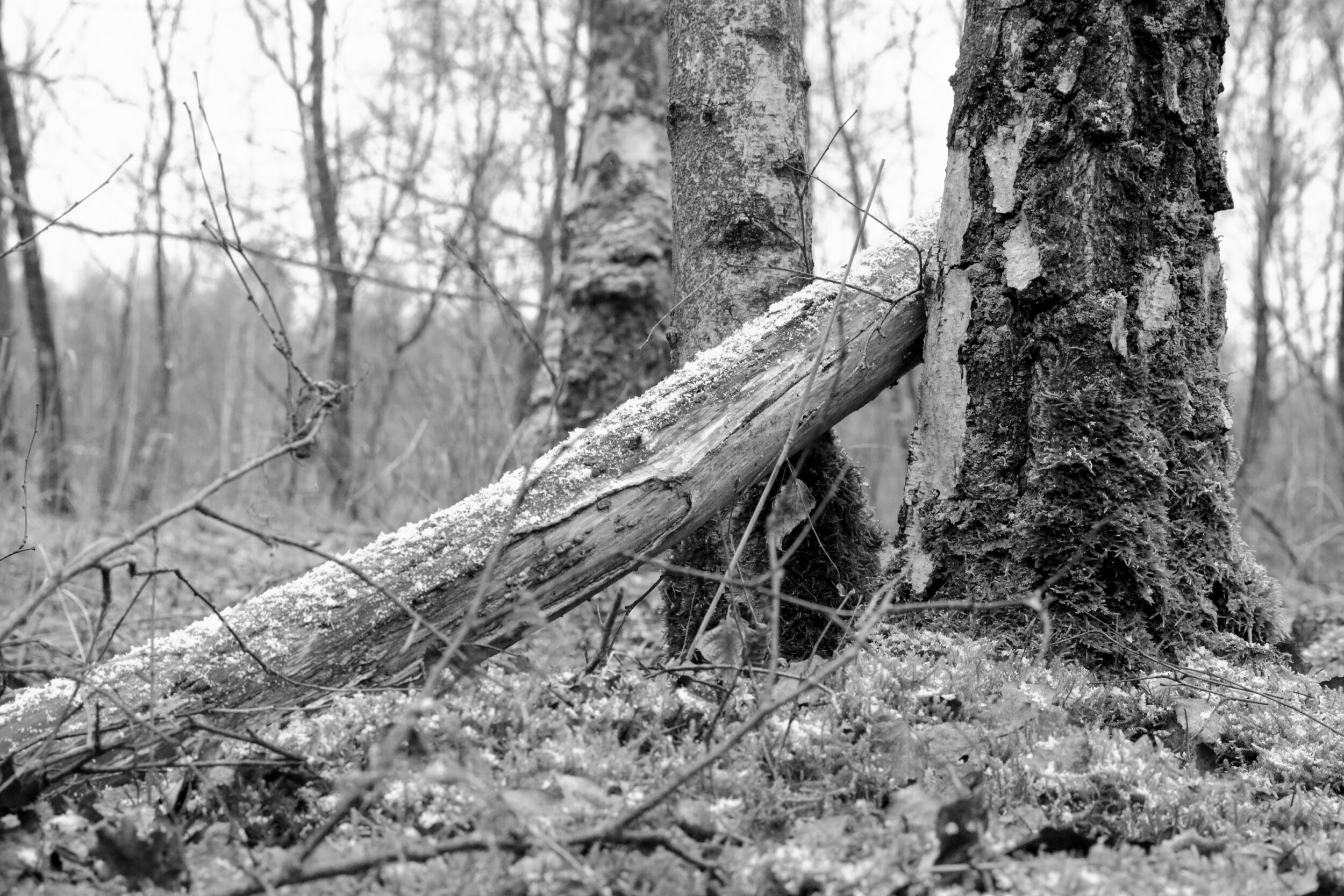 Black and white shot of a fallen tree trunk leaning against a standing tree. In the background is a sparse forest with 