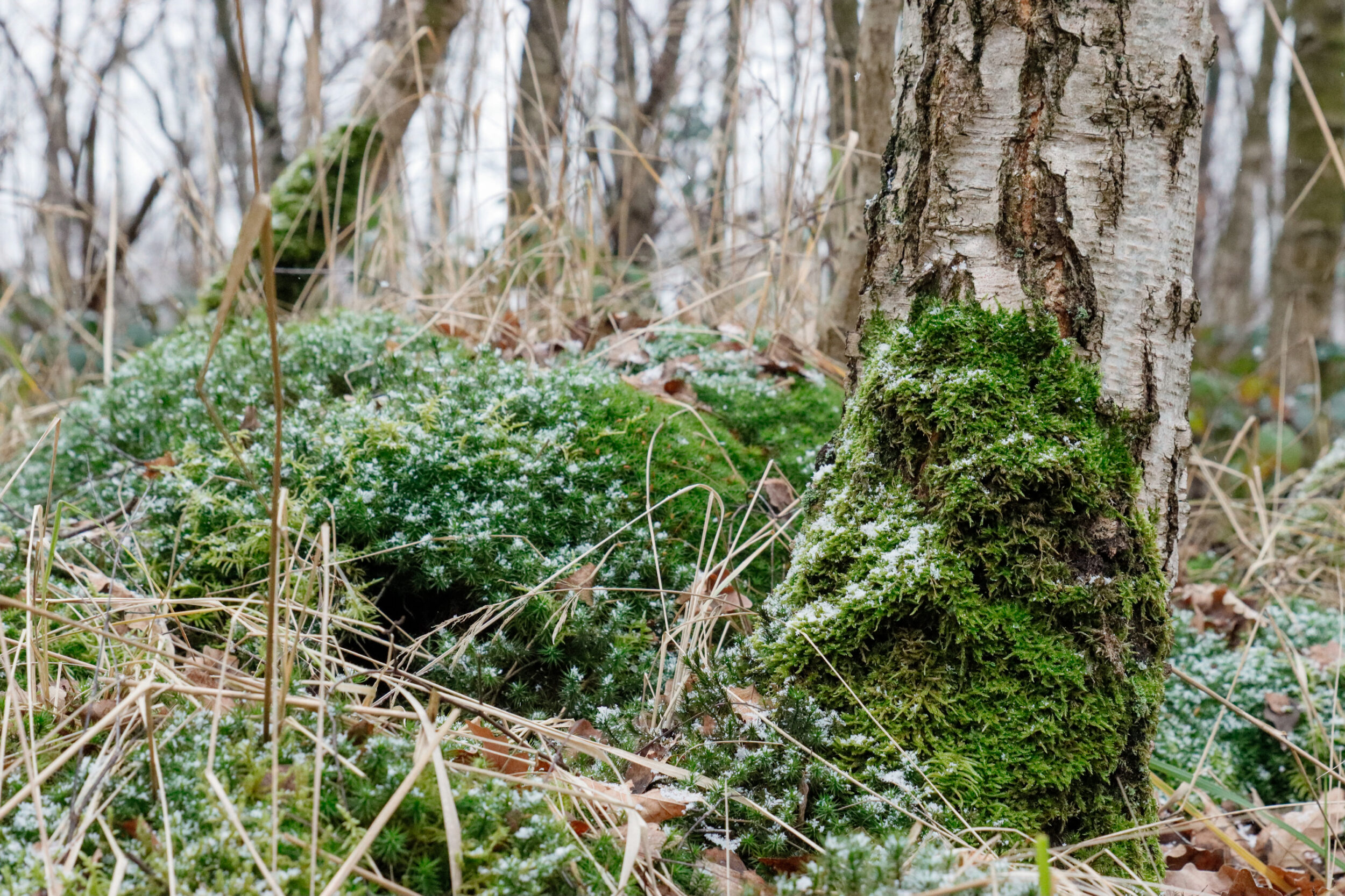Close-up of a tree trunk covered with green moss in a wintry forest. The forest floor is covered with withered leaves and 