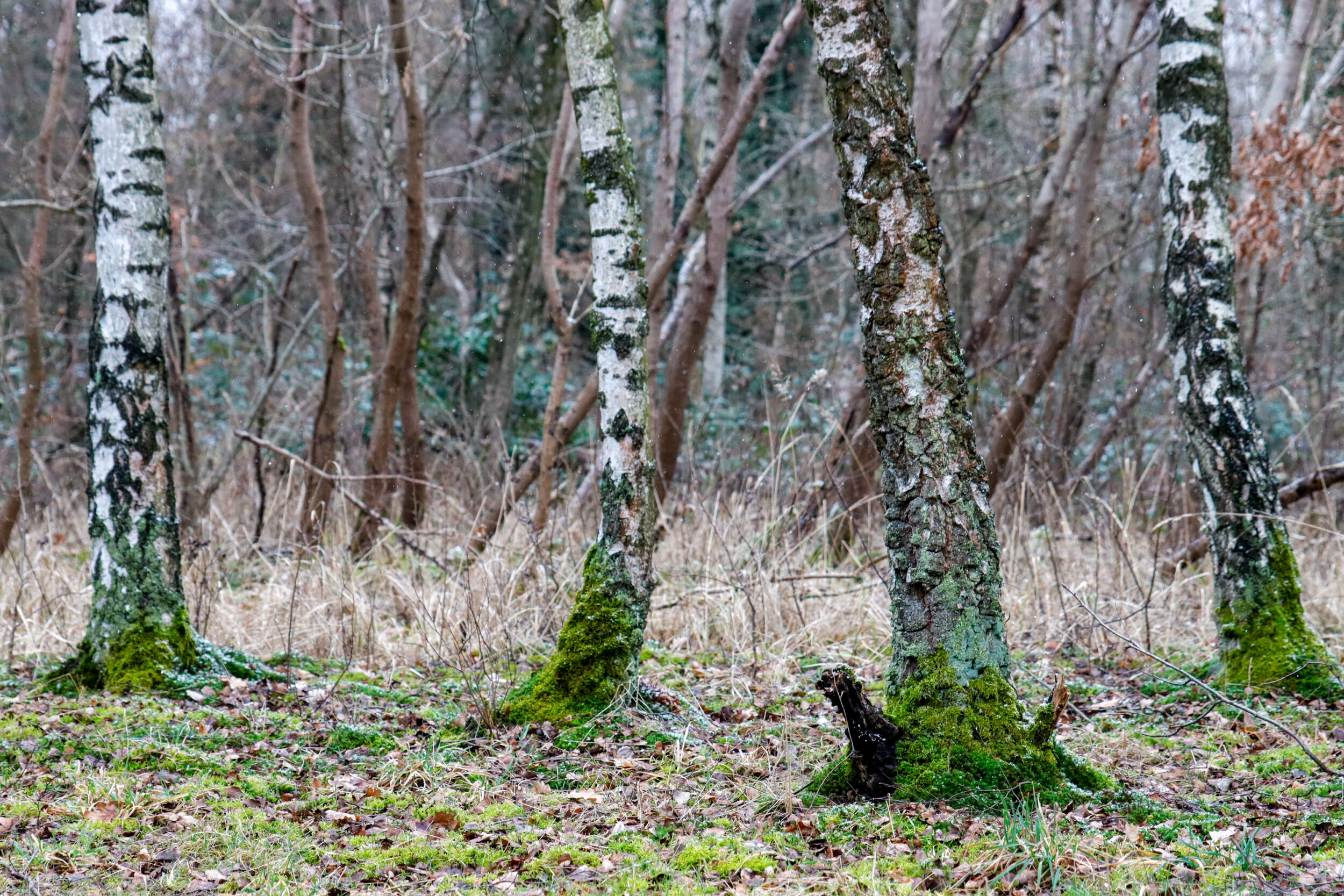 Birch forest with white bark and moss on the tree trunks. Autumnal-wintry mood with dry grass on the forest floor. 