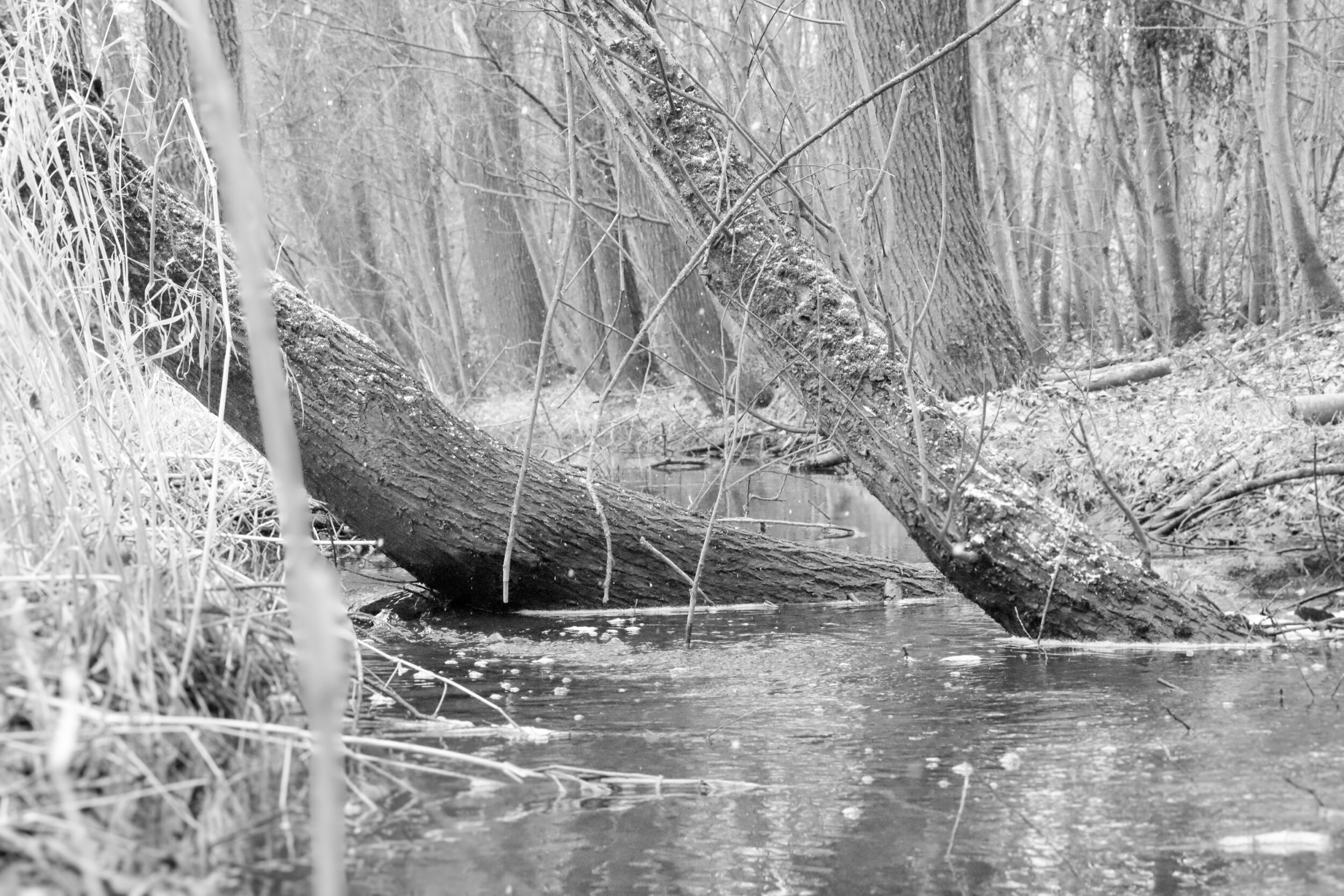 Black and white photography of a small stream with fallen tree trunks and grasses on the bank. The scene shows a natural 