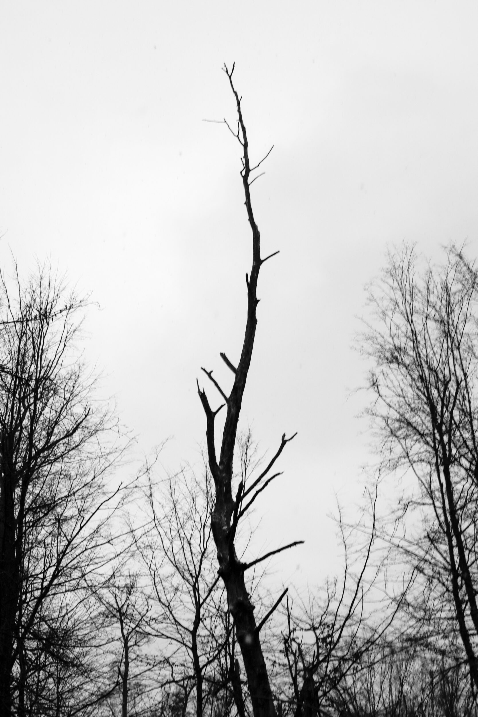 Black and white shot of bare trees in winter against a gray sky. A tall, thin tree stands out prominently in the center of the image 