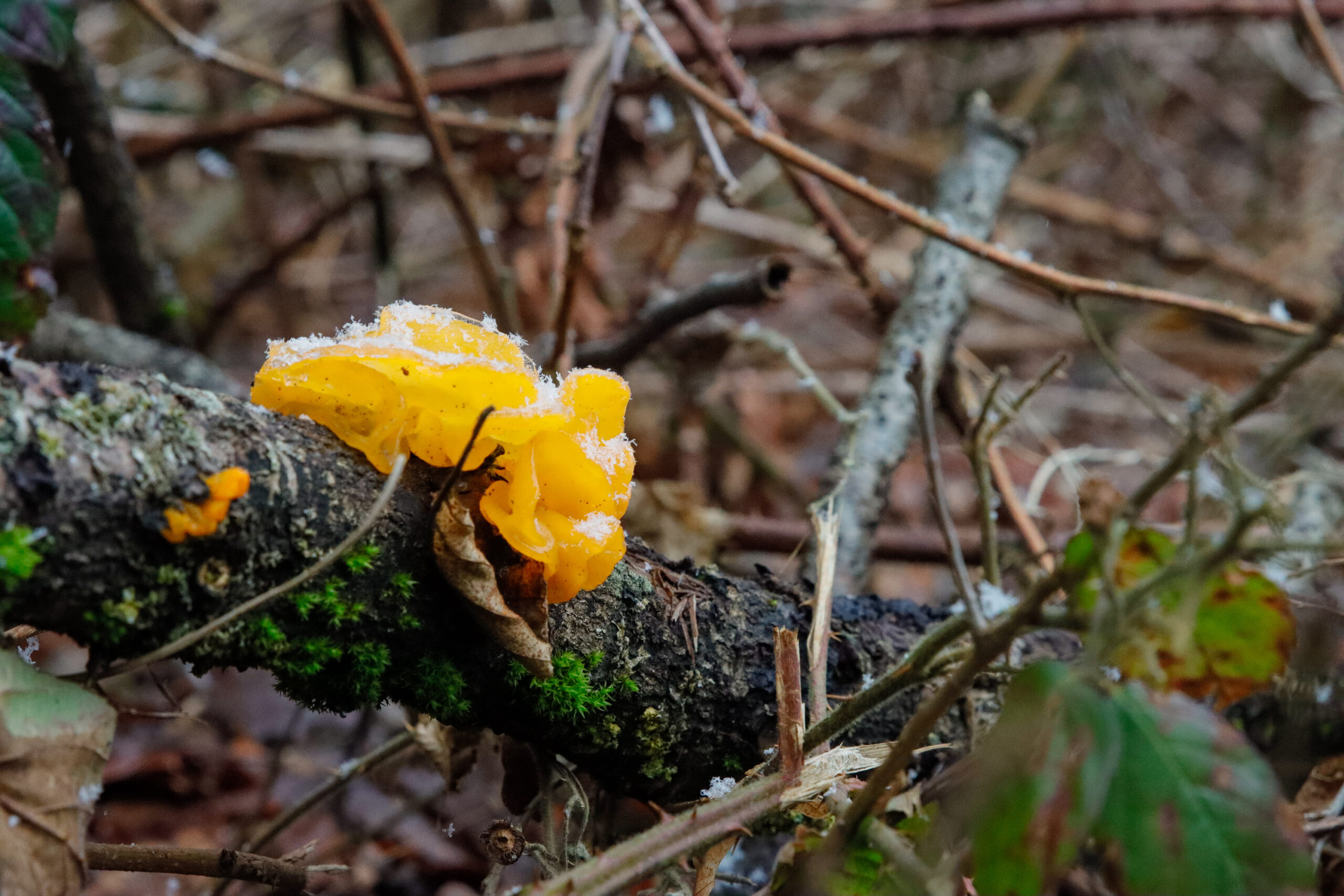 Yellow fungus growing on a moss-covered tree trunk in the forest. The fungus has a wavy, lobed shape and is surrounded by forest floor