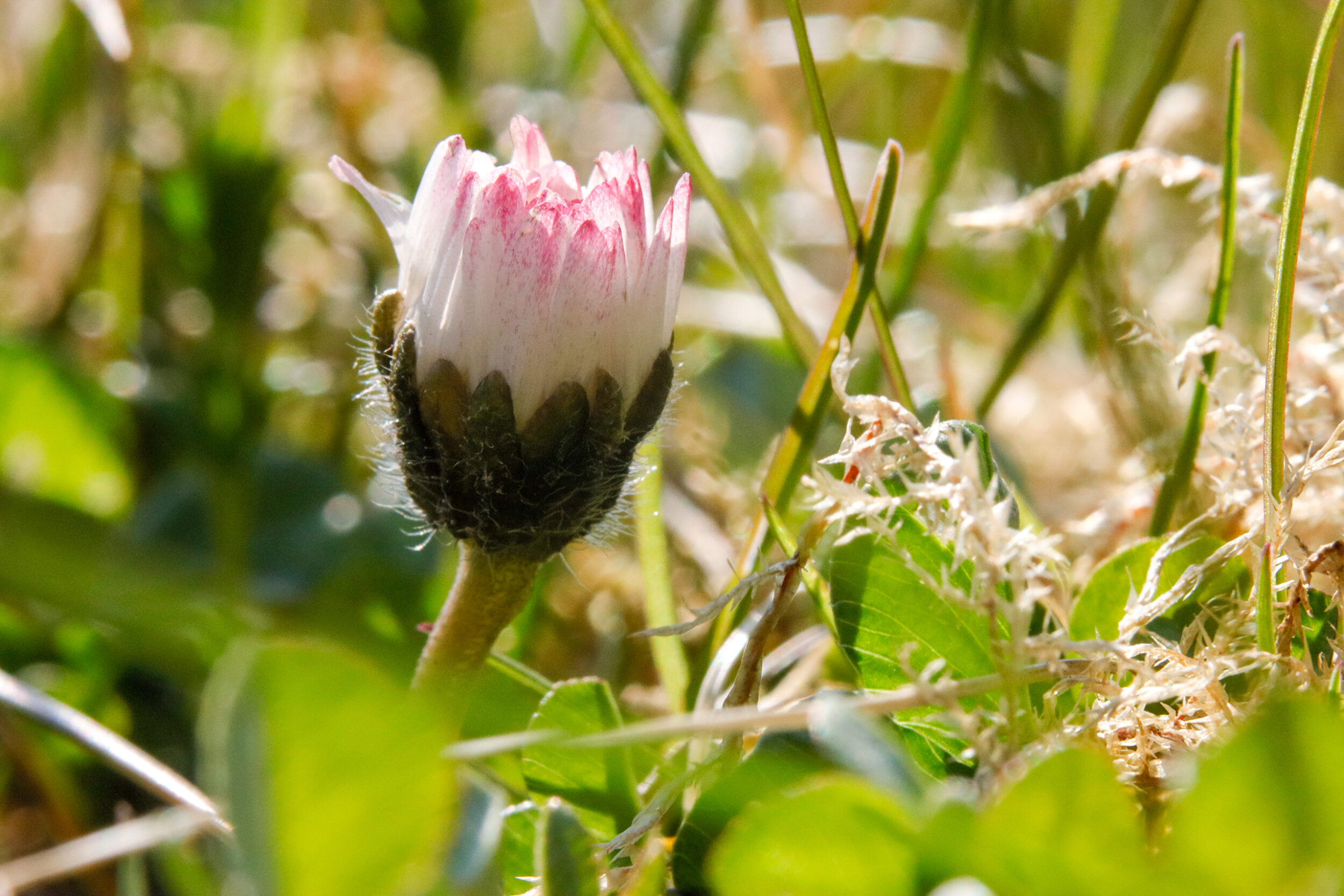 A small white-and-pink wildflower with a distinctive black, hairy flower base stands among green blades of grass. 