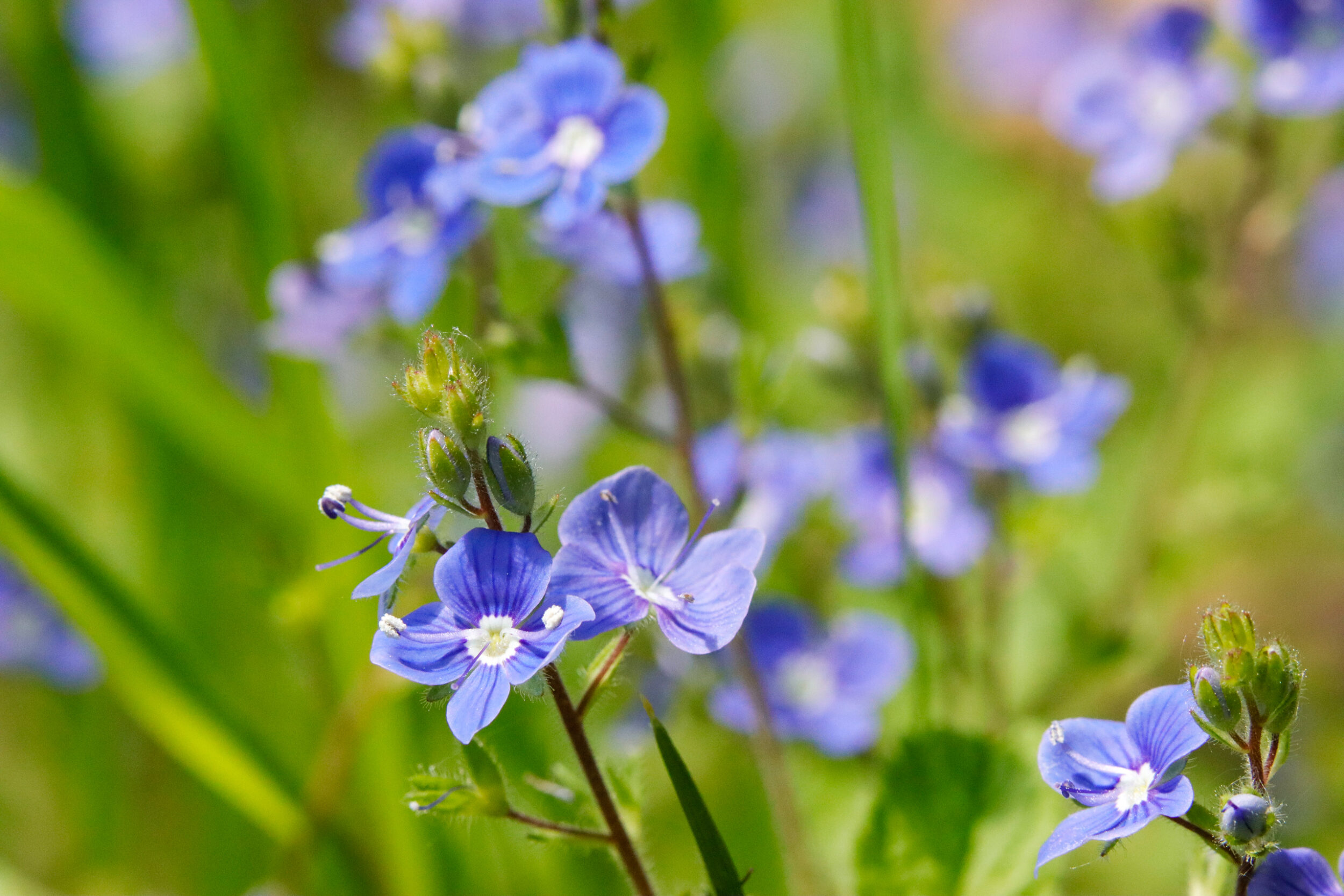 Small blue wildflowers with four petals and a white center bloom in a natural meadow. In the background, more flowers are out of focus. 