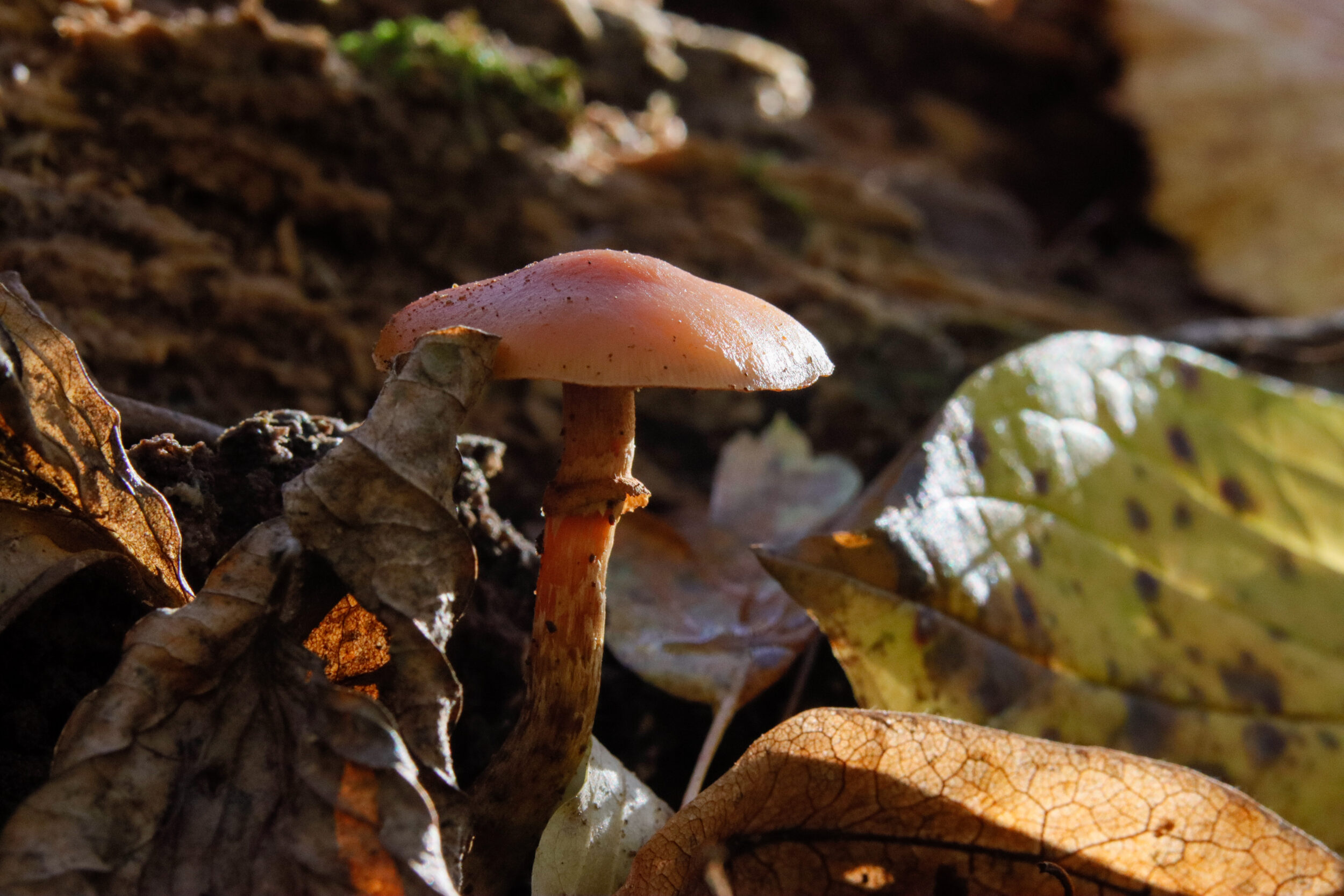 Ein kleiner Pilz mit orangebraunem Hut und Stiel wächst zwischen herbstlichen Blättern im Waldboden. Die Aufnahme zeigt Detai