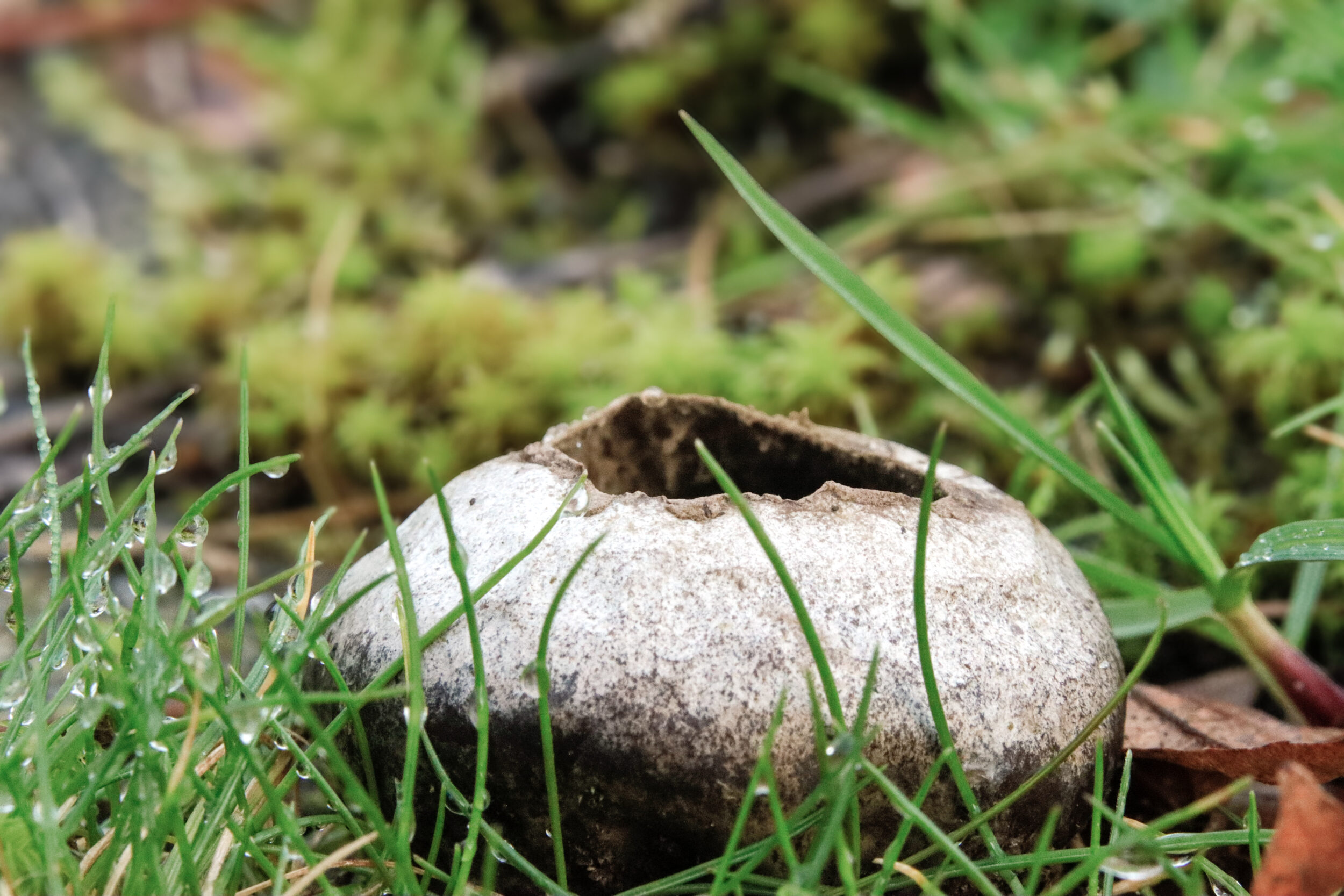 Eine aufgebrochene, hohle Eierschale liegt im grünen Gras auf dem Boden. Die beige-braune Schale ist zur Hälfte geöffnet und