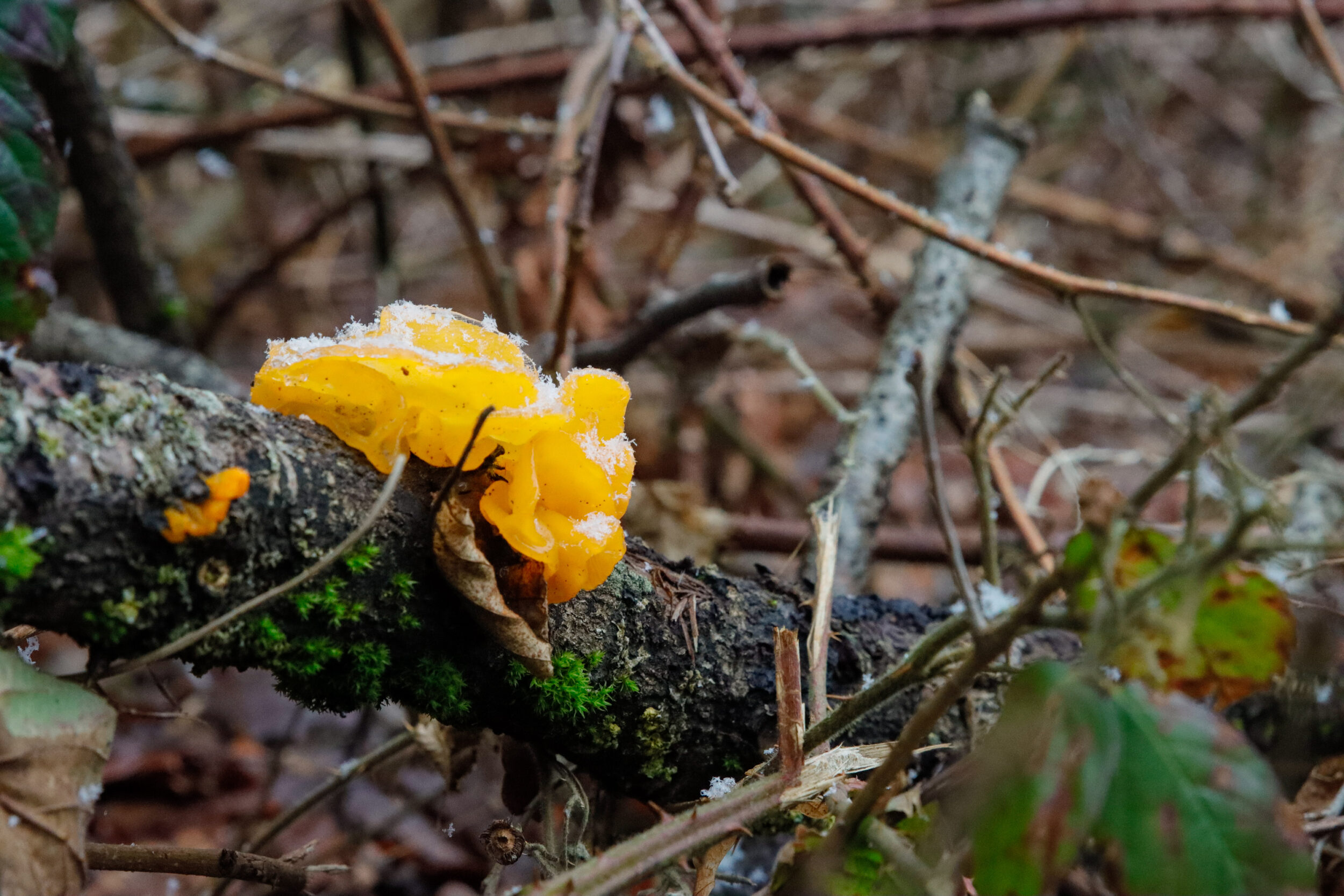 Gelber Pilz wächst auf einem moosbewachsenen Baumstamm im Wald. Der Pilz ist von Herbstlaub und Zweigen umgeben.