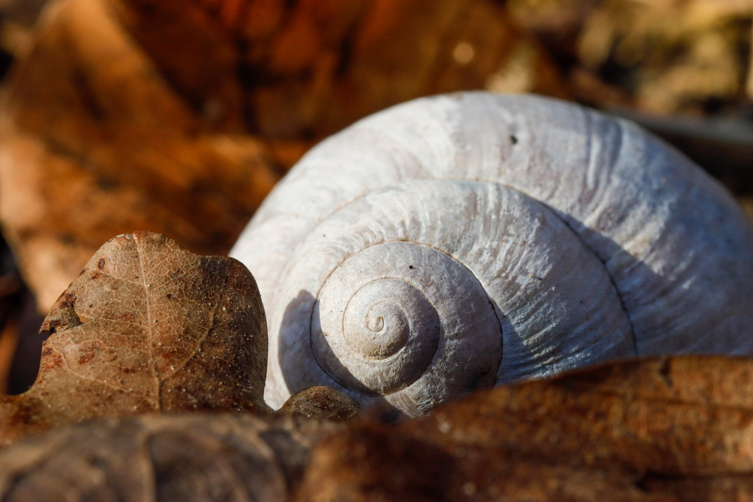 Eine große weiße Schneckenschale liegt neben einem versteinerten Blattfossil auf braunem Gestein. Die Spiralstruktur der Scha