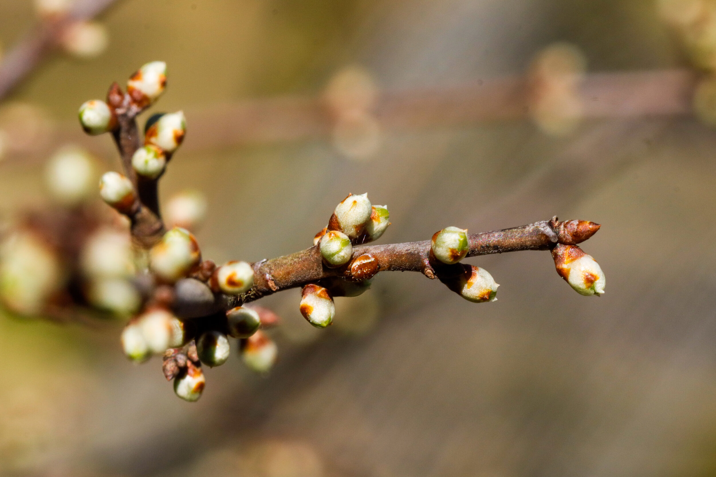 Nahaufnahme von Zweigen mit kleinen weißen und grünen Knospen, die kurz vor dem Aufblühen stehen. Der Hintergrund ist unschar