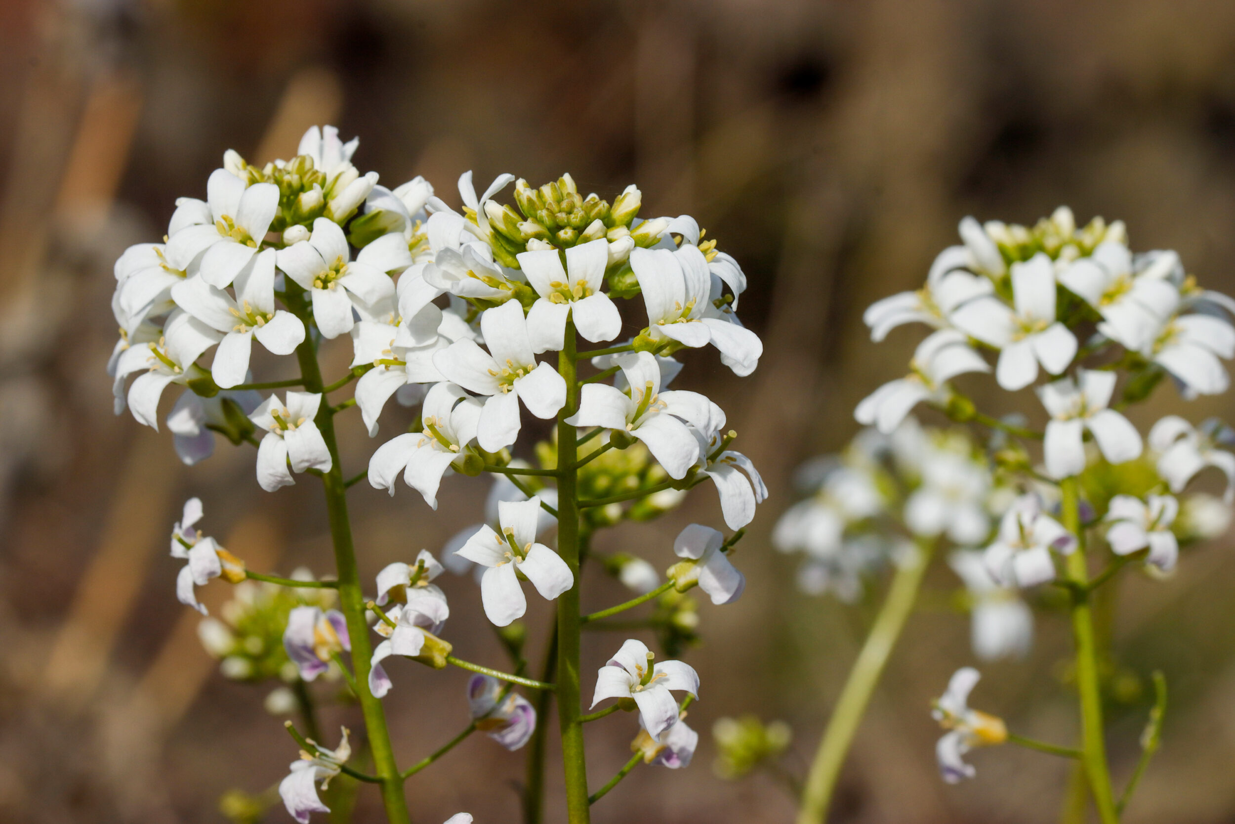 Weiße Blüten einer Wildpflanze in dichter Doldenform mit grünen Stielen. Der Hintergrund ist unscharf und zeigt weitere Pflan