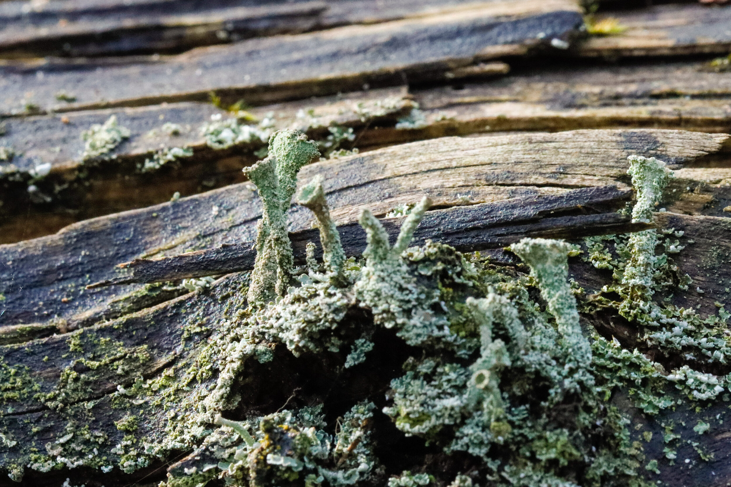 Grünliche Flechten wachsen auf verwitterten Holzplanken. Die Holzoberfläche zeigt deutliche Alterungsspuren und Risse.