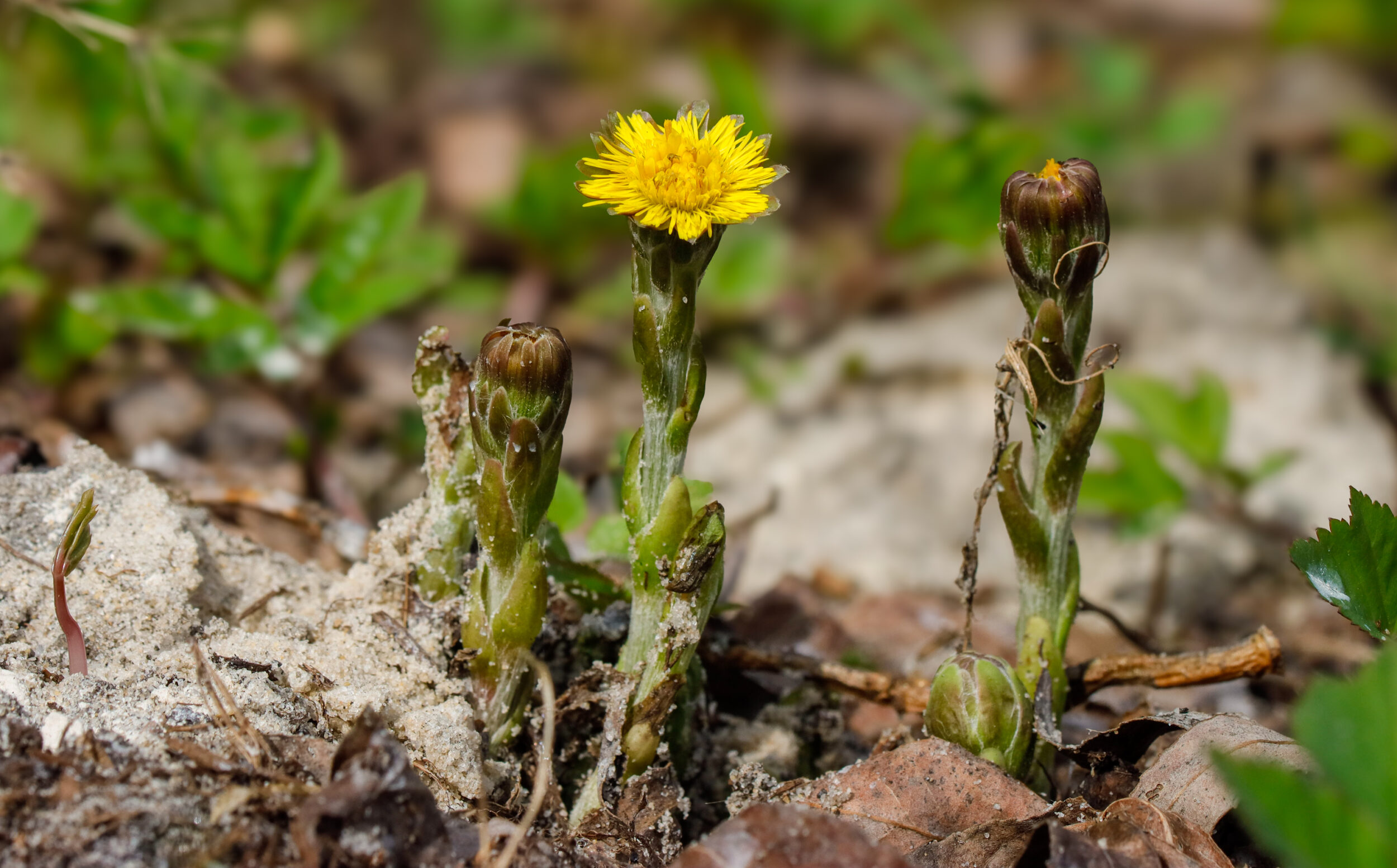 Kleine gelbe Blüte zwischen mehreren Knospen wächst aus steinigem Boden. Naturaufnahme zeigt Pflanzenwachstum in natürlicher