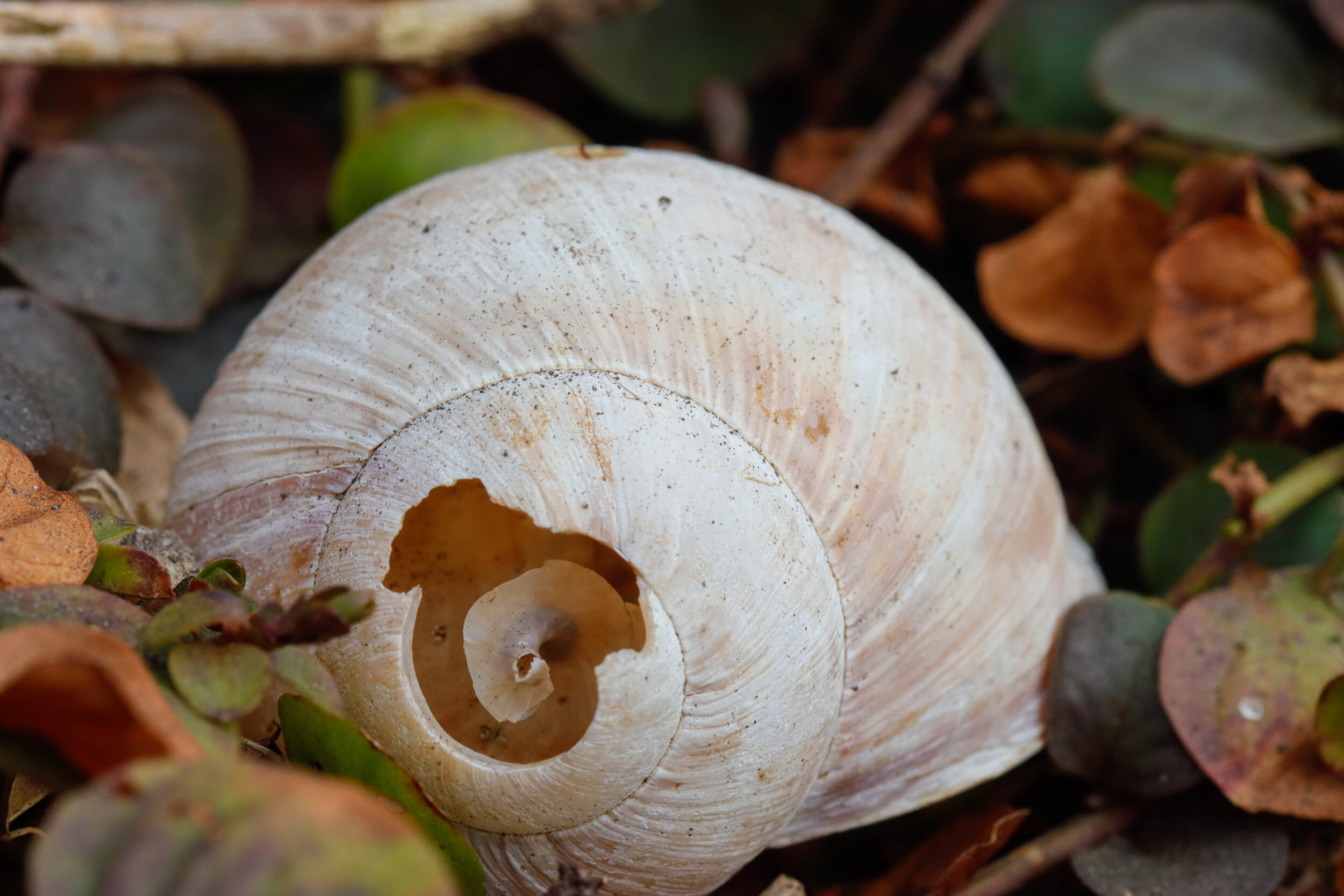Leeres Schneckenhaus liegt zwischen herbstlichen Blättern auf dem Waldboden. Das weiße Gehäuse zeigt deutlich die spiralförmi