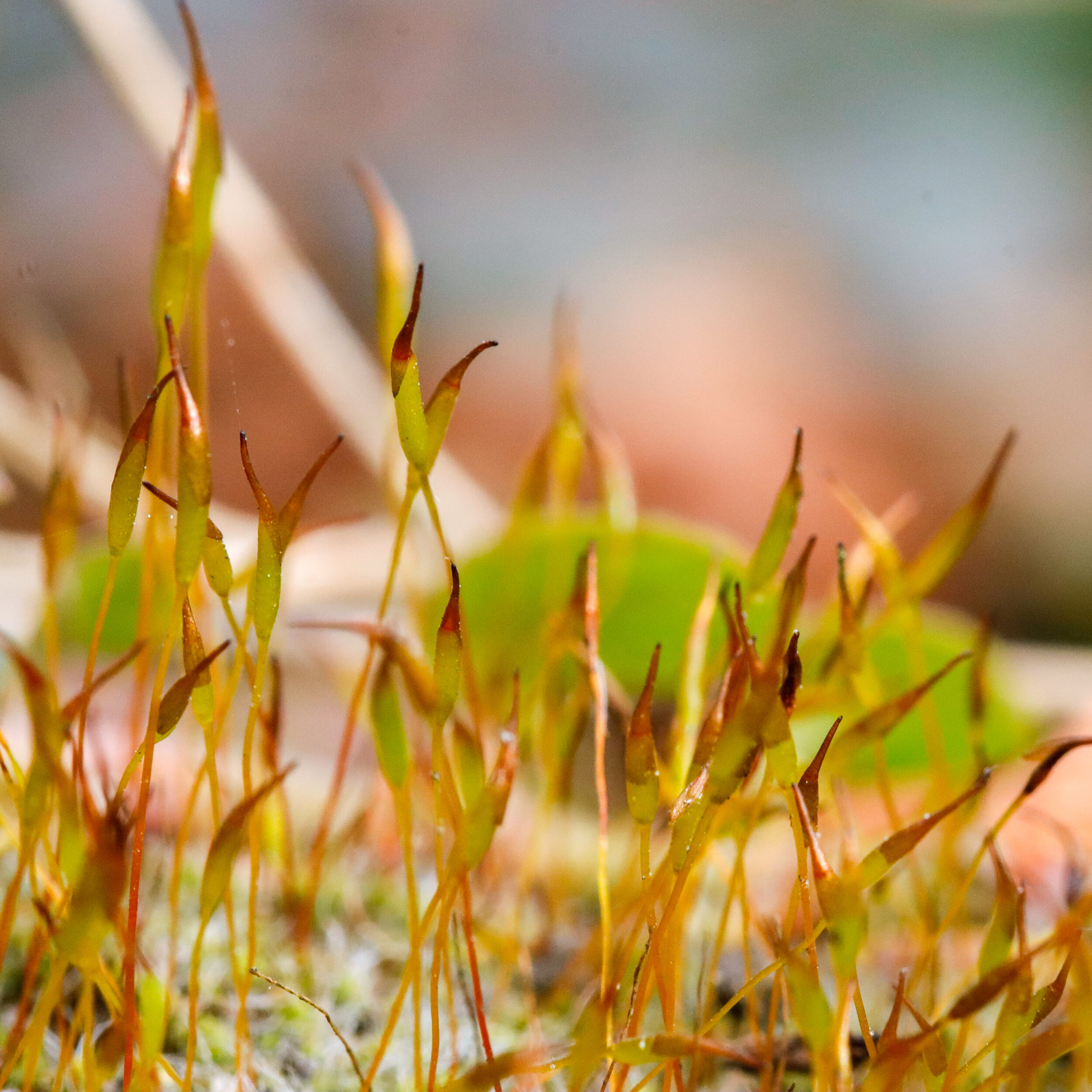 Nahaufnahme von jungen Moospflanzen mit grünen und braunen Blättchen im Makrobereich. Unscharfer Hintergrund mit warmen Farbt