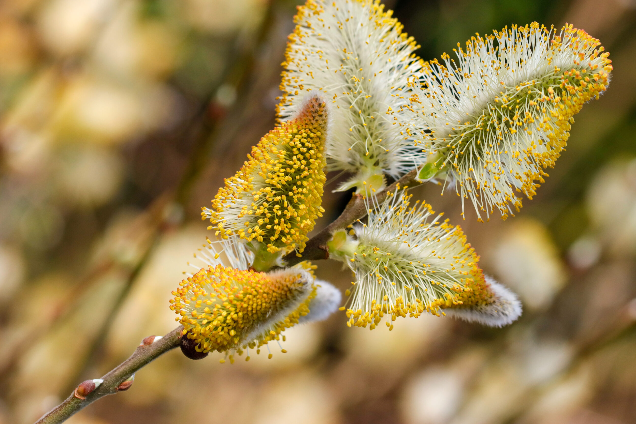 Nahaufnahme von Weidenkätzchen mit gelben Pollen und weißen Härchen auf einem Zweig. Die unscharfe Hintergrund zeigt weitere