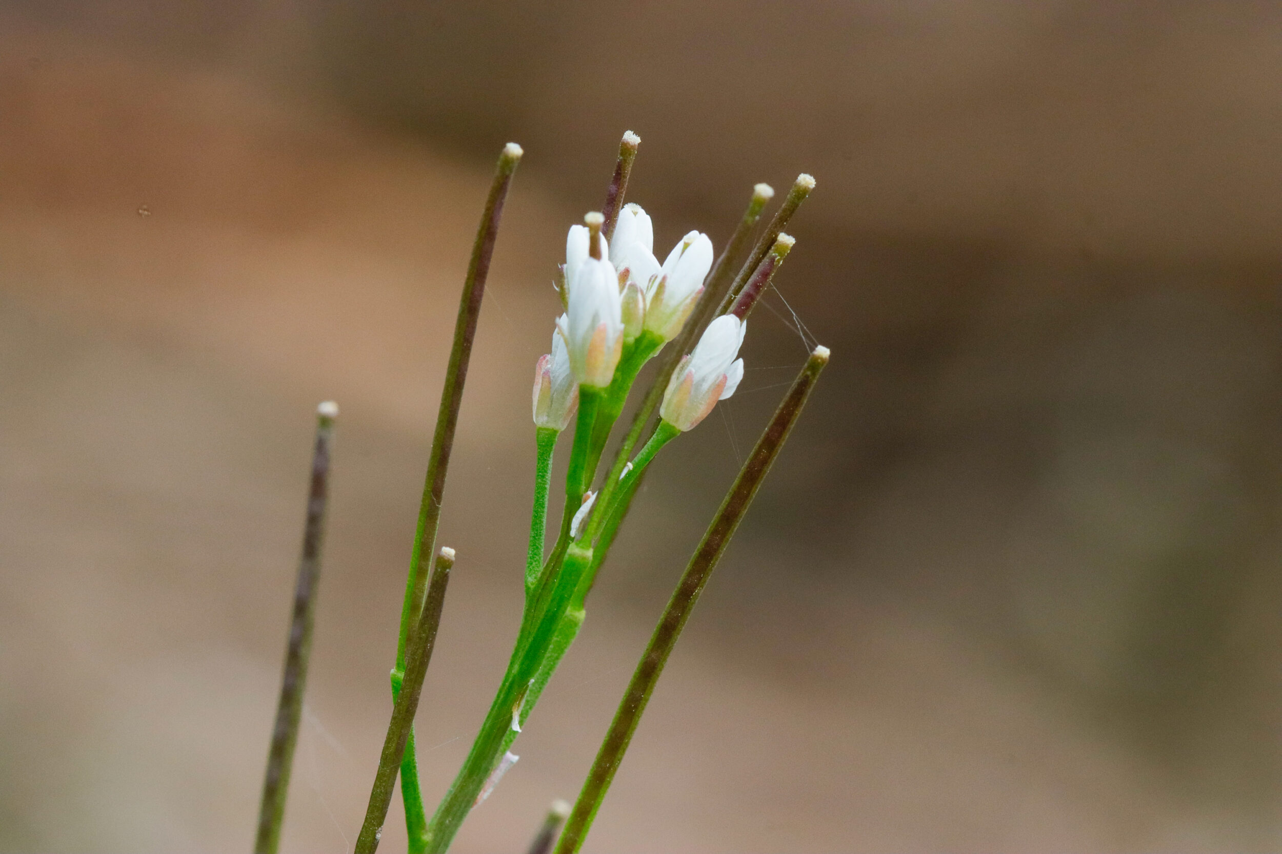 Kleine weiße Blüten an grünen Stielen mit mehreren dünnen Halmen. Die Blüten haben zarte weiße Blütenblätter und sind scharf