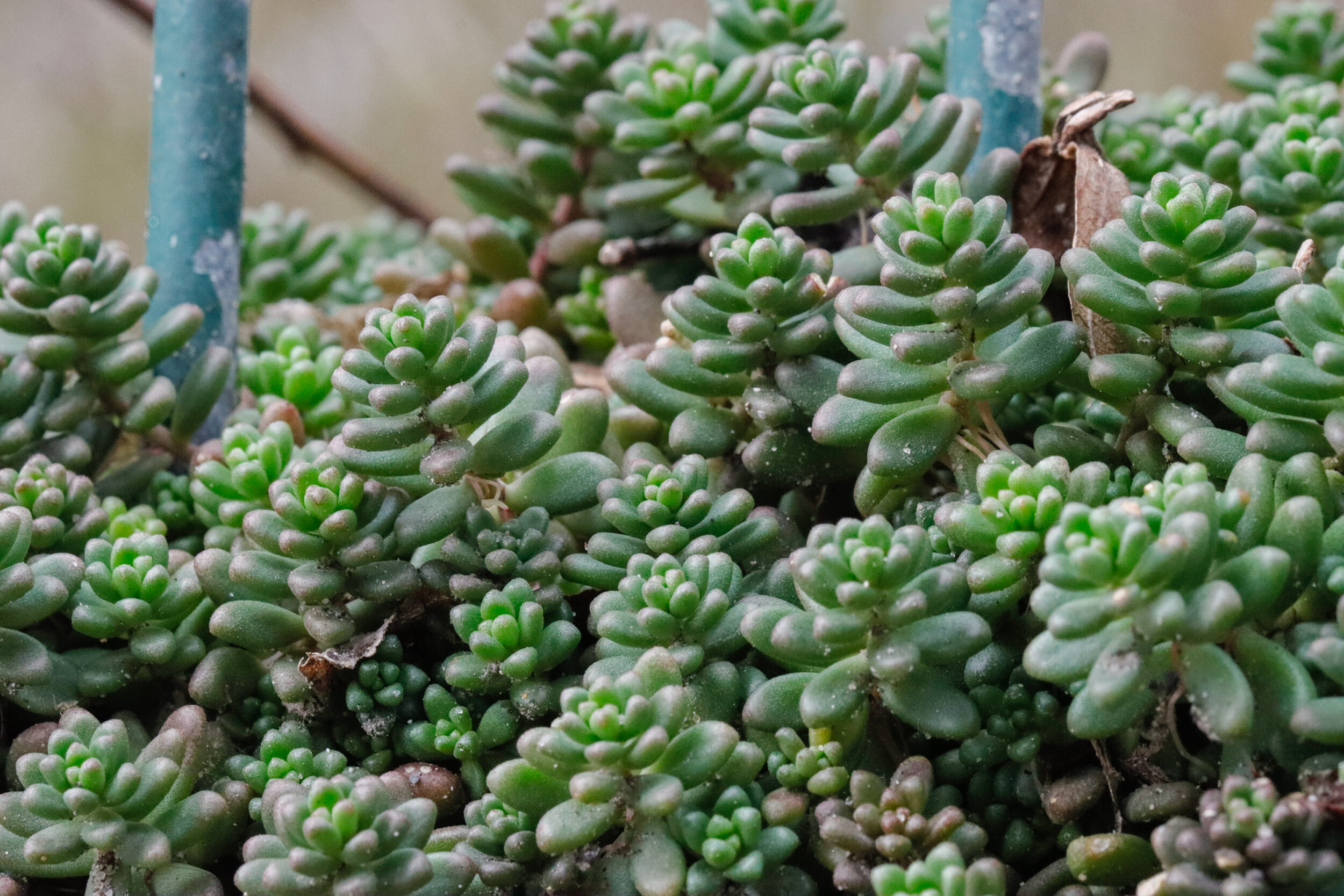 Dichte Ansammlung kleiner grüner Sukkulenten mit fleischigen, rosettenförmig angeordneten Blättern. Die Pflanzen wachsen eng
