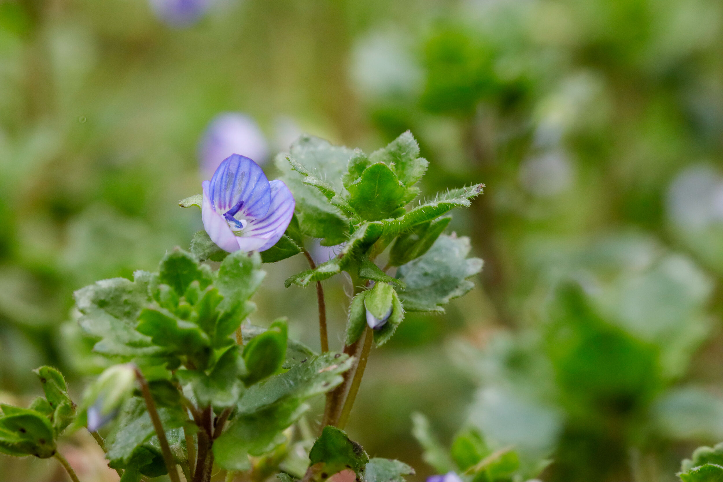 Kleine lila Blüte mit violetten Adern und grünen Blättern einer Wildpflanze. Die Aufnahme zeigt die Pflanze in natürlicher Um