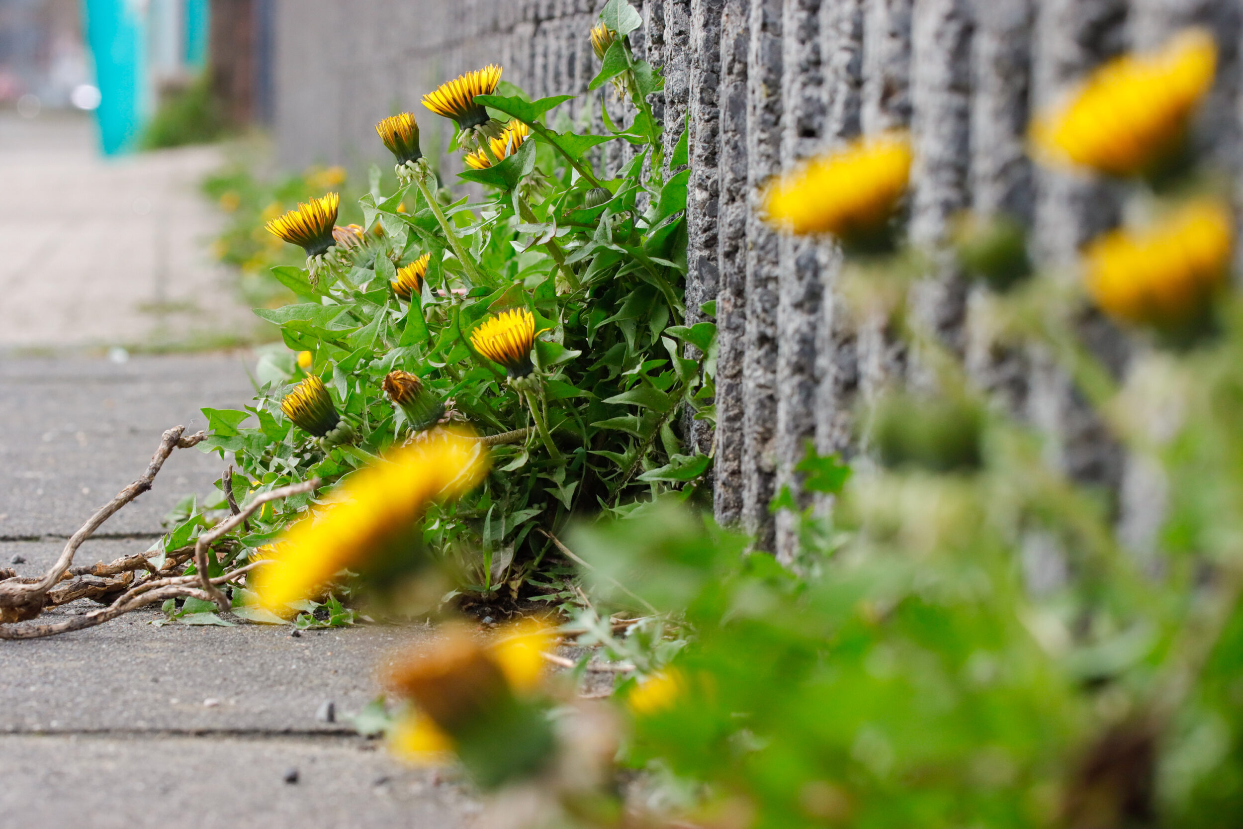 Gelbe Löwenzahnblüten wachsen aus einer Betonmauer. Im Vordergrund sind unscharfe gelbe Blüten zu sehen.