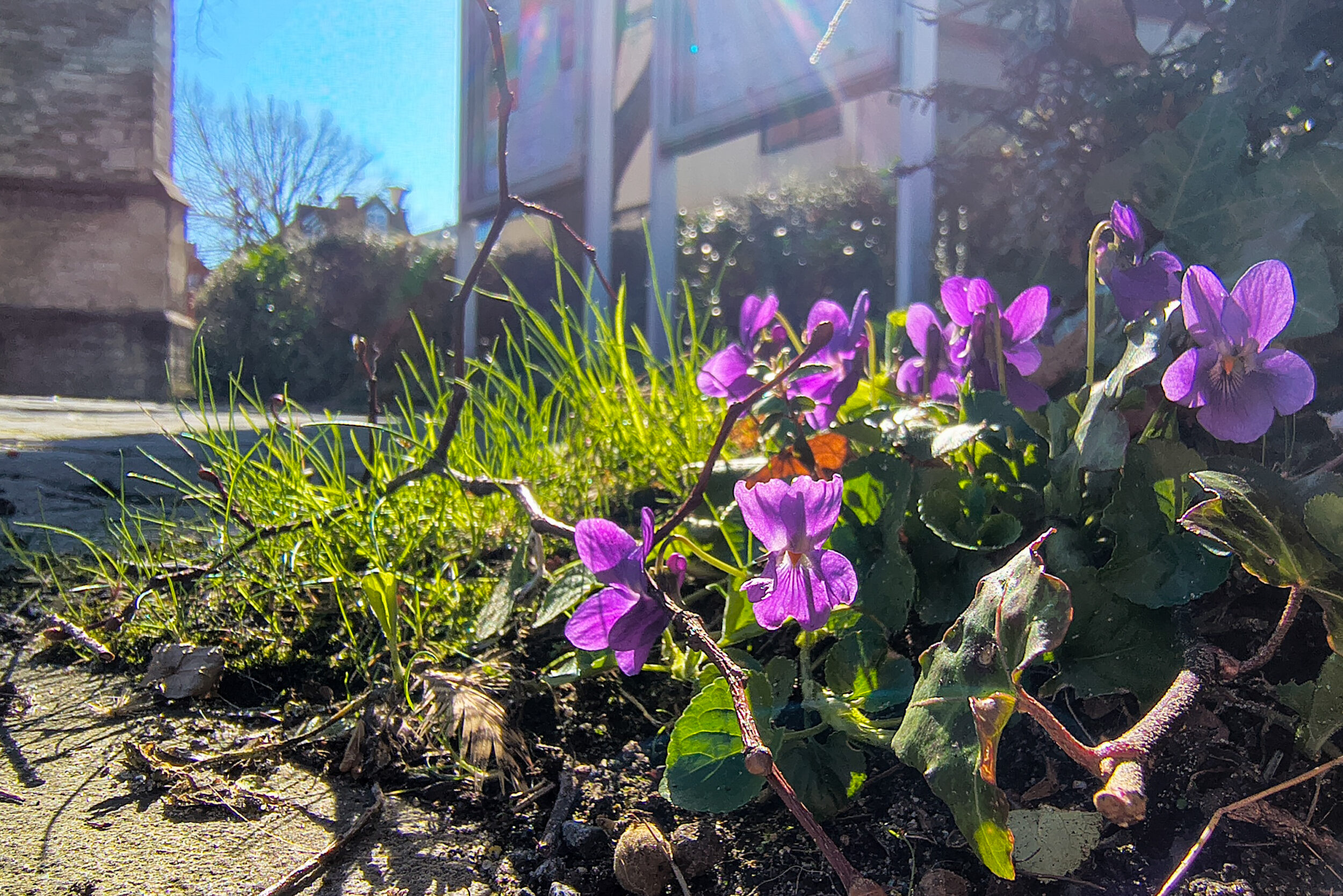 Violette Veilchenblüten wachsen zwischen grünen Gräsern und Moos neben einem Fensterrahmen. Die Frühlingssonne beleuchtet die