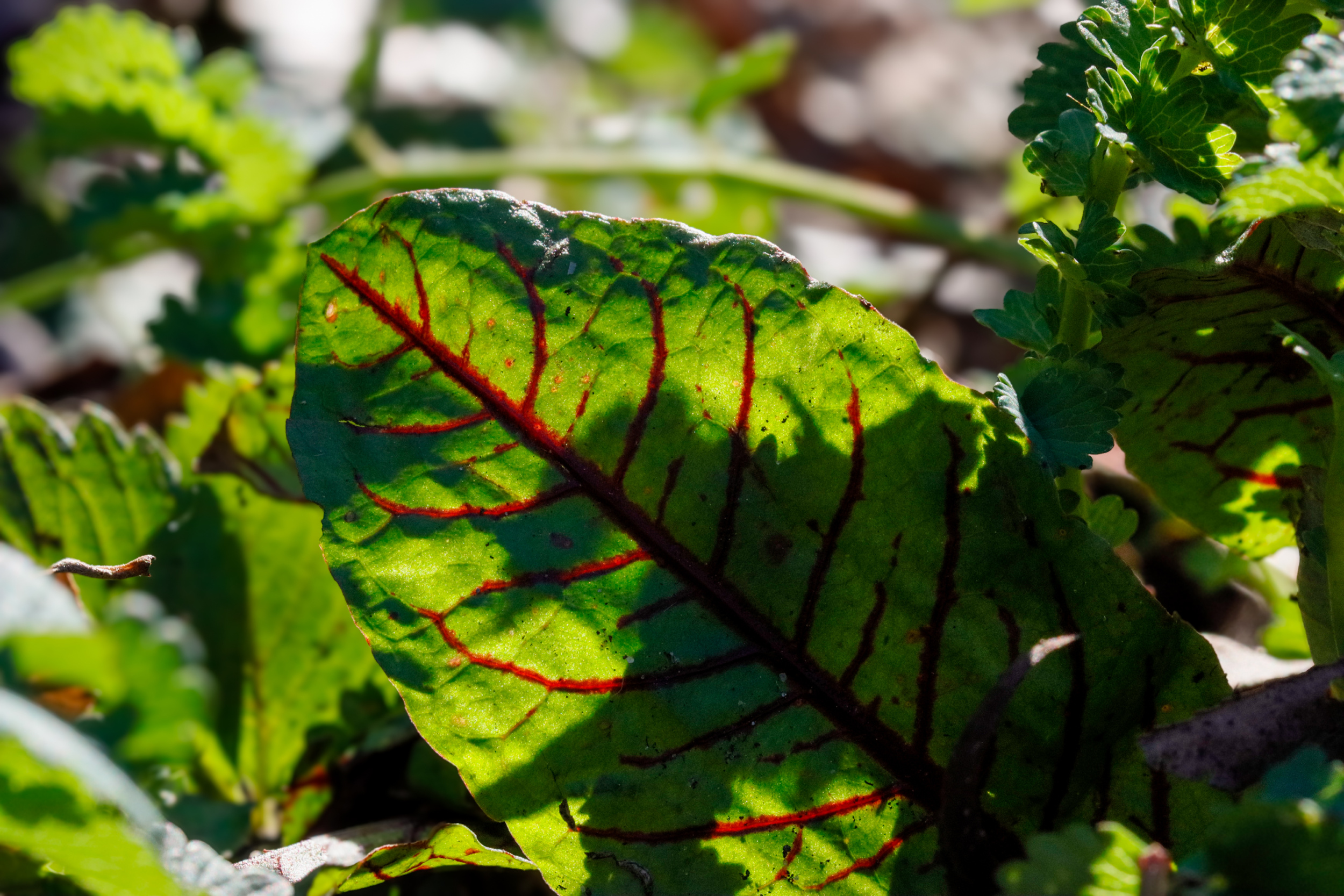 Detail shot of a Swiss chard leaf with green leaves and characteristic red veins. The plant is growing in a garden. 