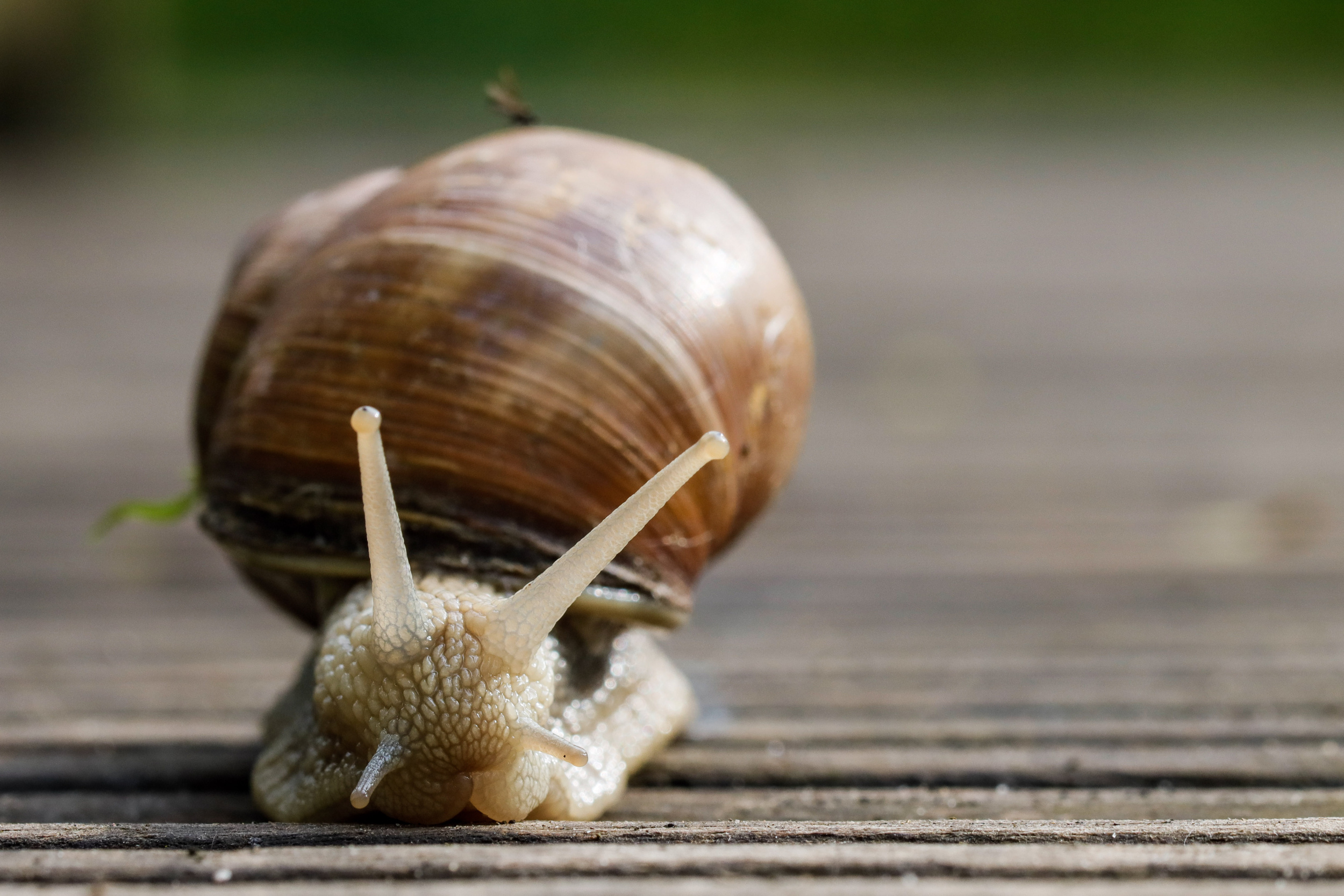 Eine Schnecke mit braunem Gehäuse kriecht über Holzplanken. Die beiden Fühler sind deutlich sichtbar ausgestreckt.