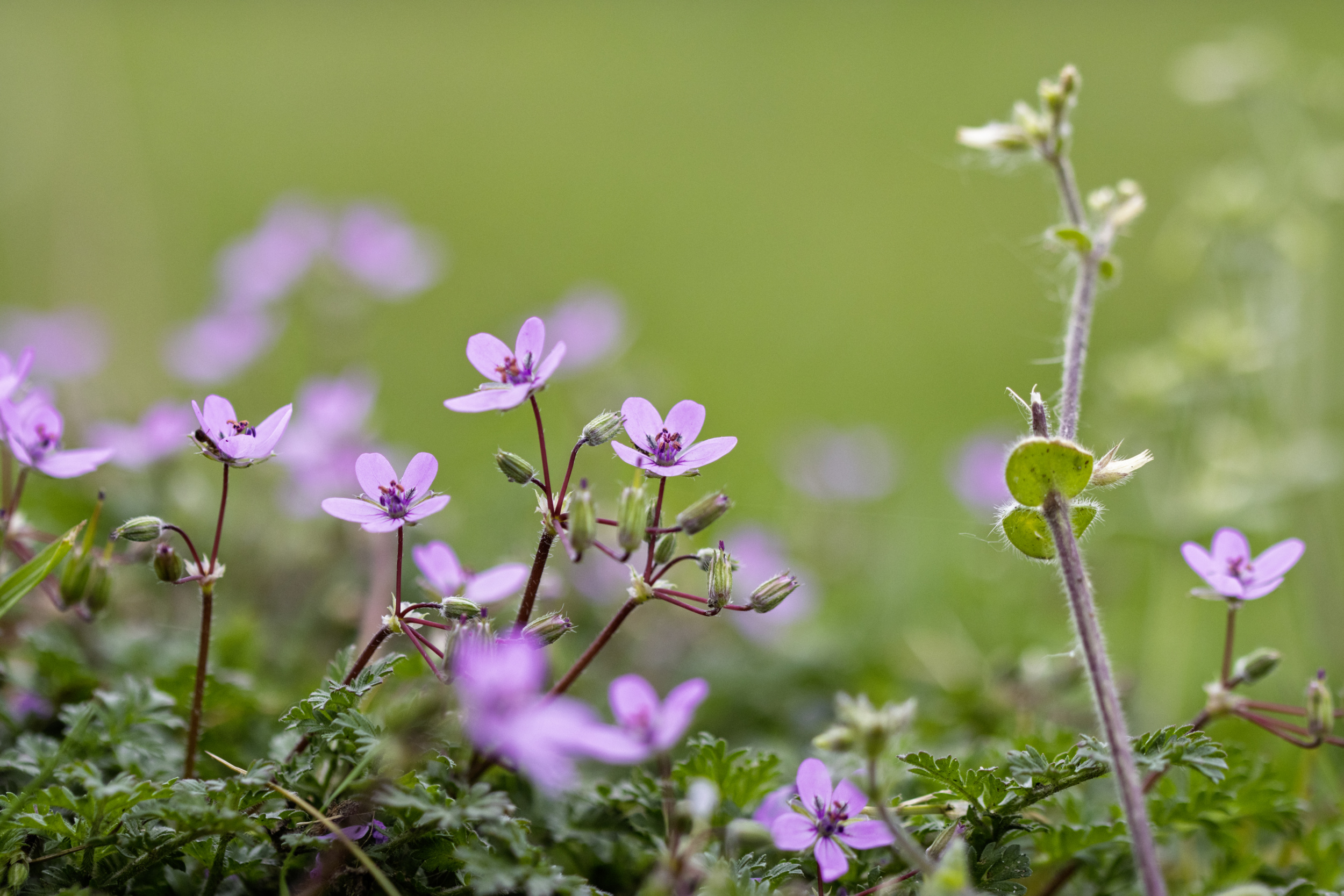 Small violet wildflowers with five petals bloom among green leaves. In the background, more blossoms are out of focus. 