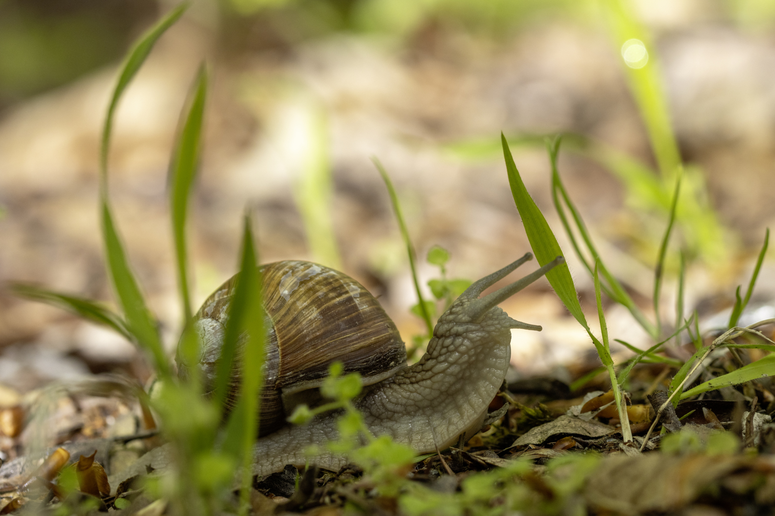 A snail with a brown-striped shell crawls through green grass on the ground. In the background are blurred stones and 
