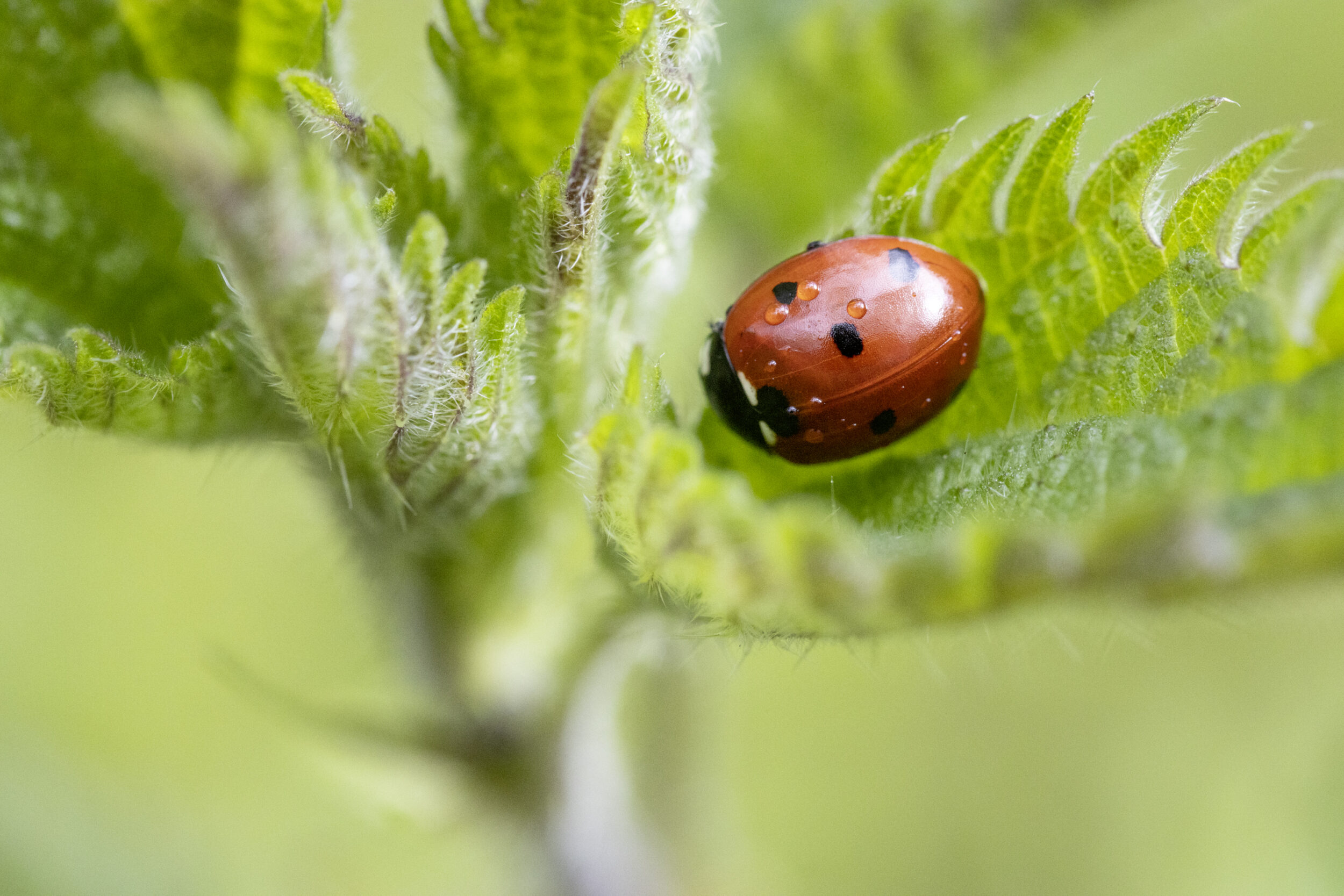 A red ladybug with black spots sits on a green fern leaf. The leaf shows clearly visible structures and 