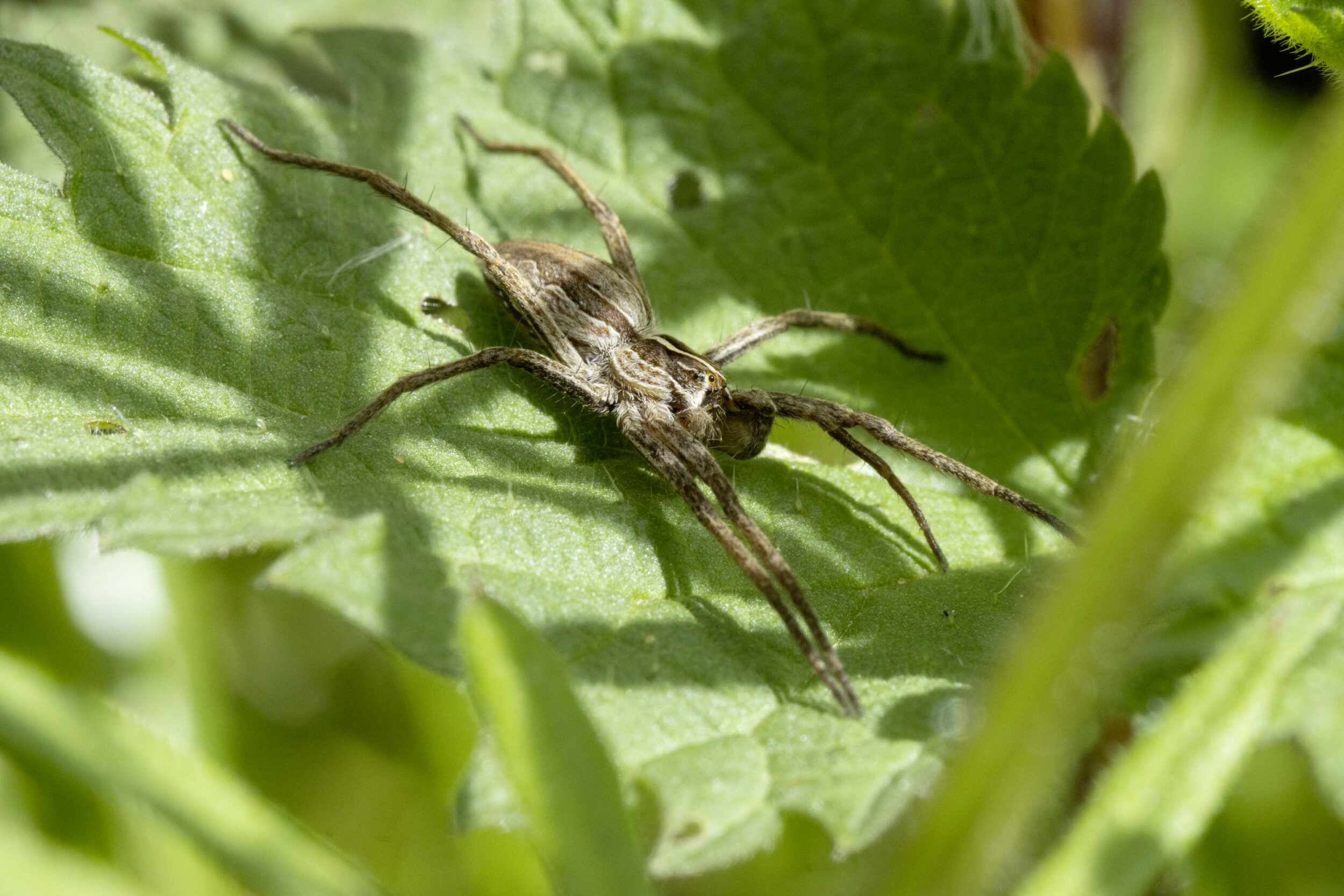 A brown spider sits on a green leaf. The spider has long legs and is clearly visible on the leaf surface 