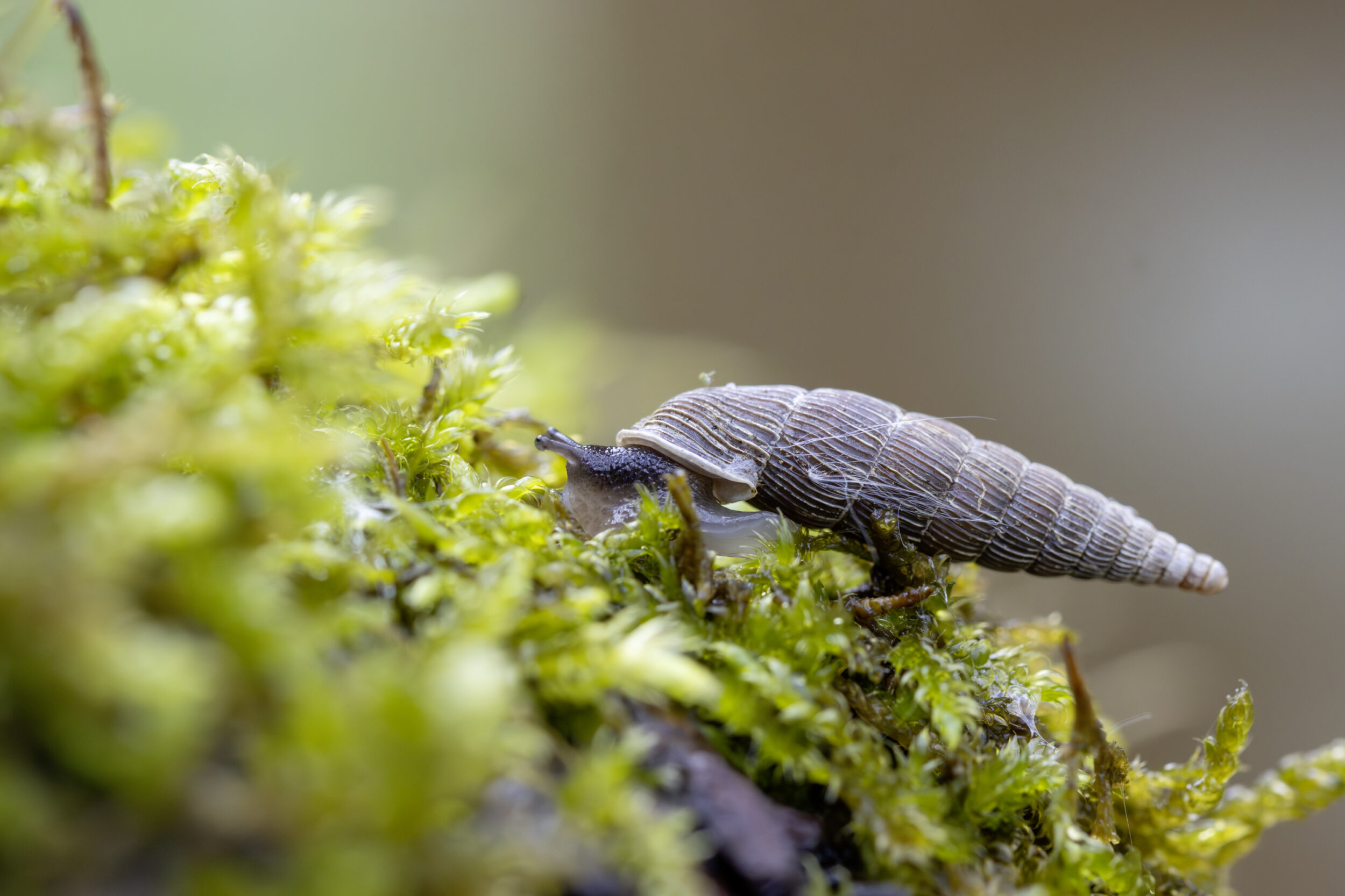 A small snail crawls over green moss. The close-up shows the spiral shell and the soft body of the 