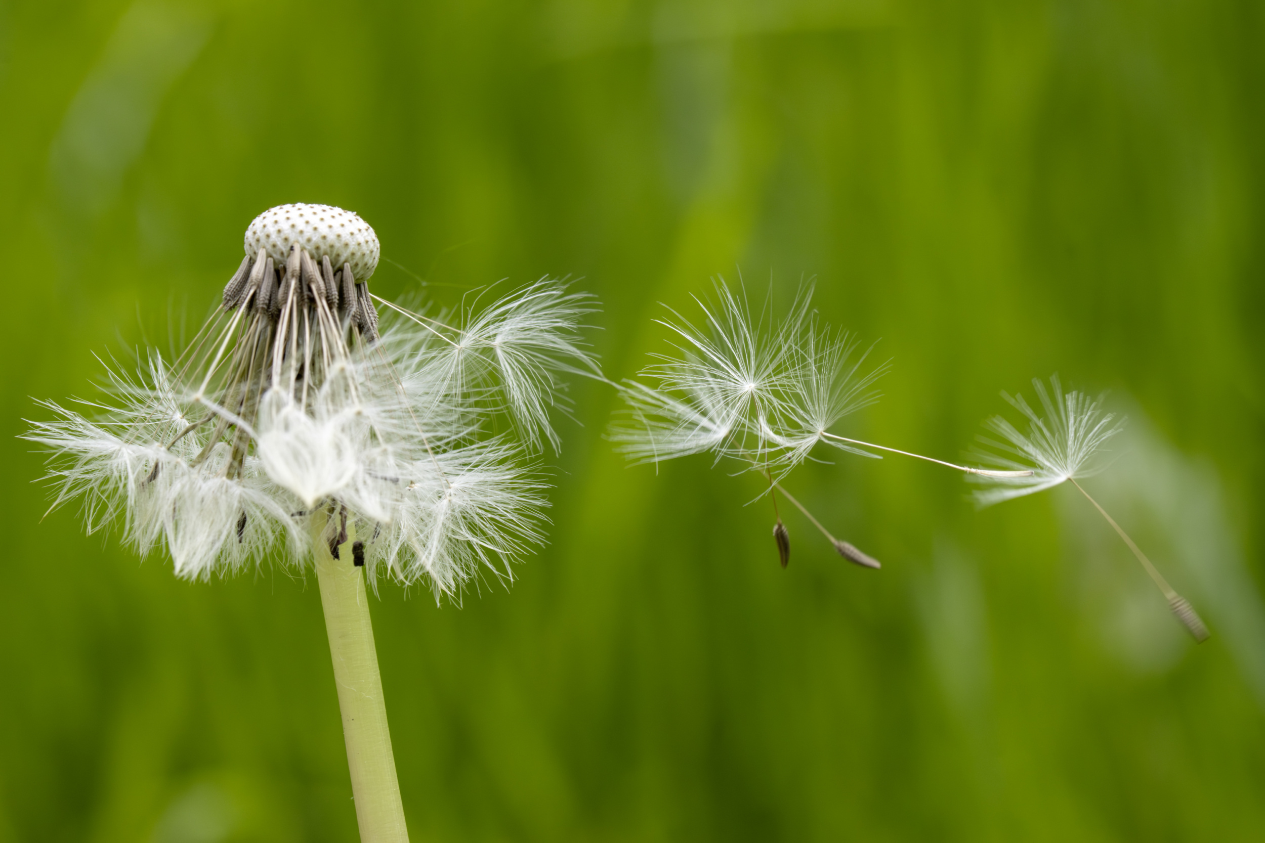 Eine Pusteblume mit weißen Samen, die vom Wind weggetragen werden. Im Hintergrund verschwommenes Grün.
